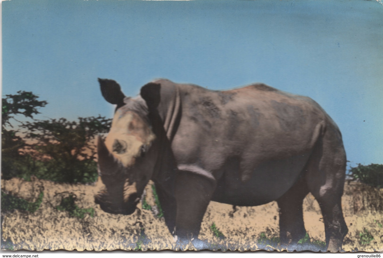 Carte Postale ANIMAL Rhinocéros Gros Plan - Rhinocéros