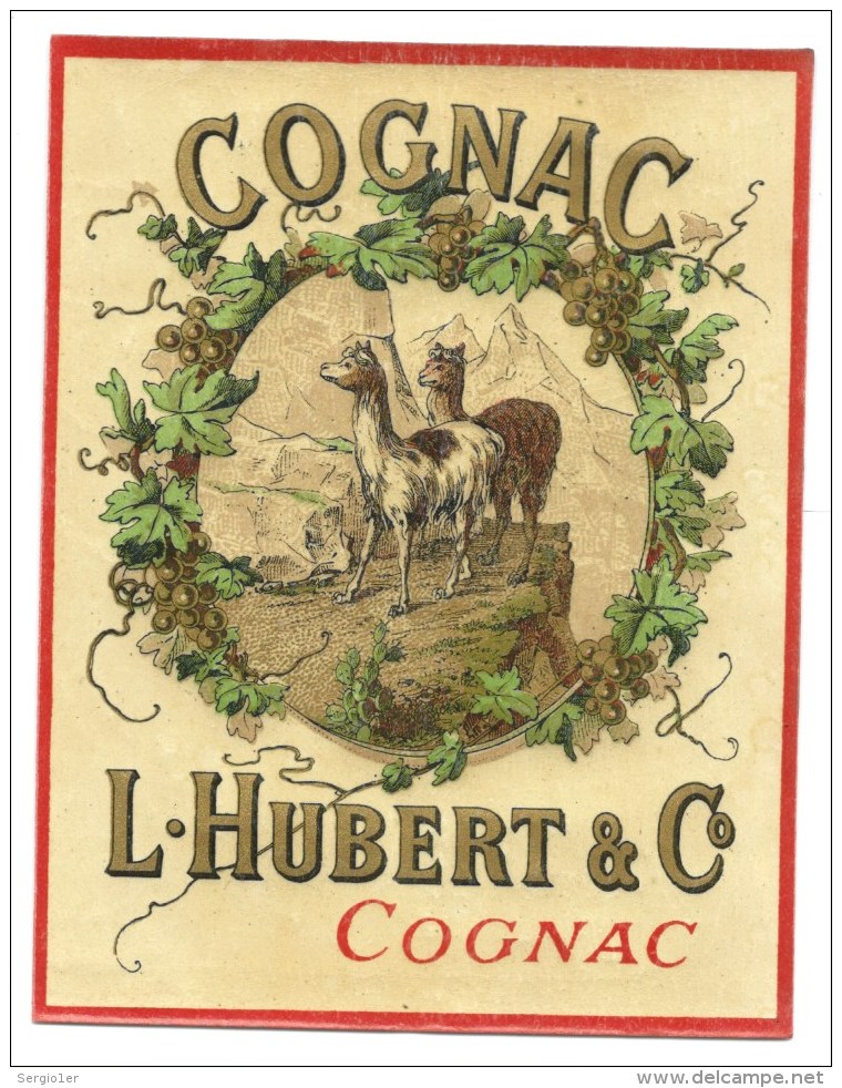 étiquette Ancienne Vernie COGNAC L HUBERT &amp; C (thème Animaux Lama) Excellent état - Autres & Non Classés