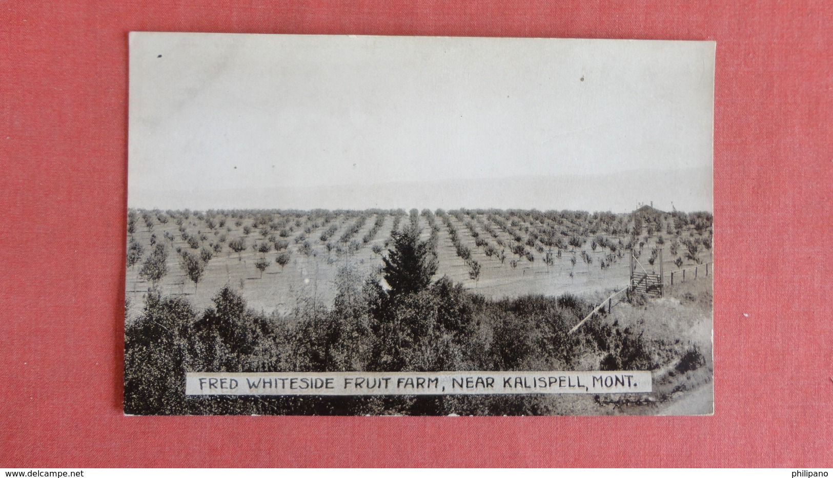 - Montana Fred Whiteside Fruit Farm Near Kallispell=======ref 2432 - Kalispell