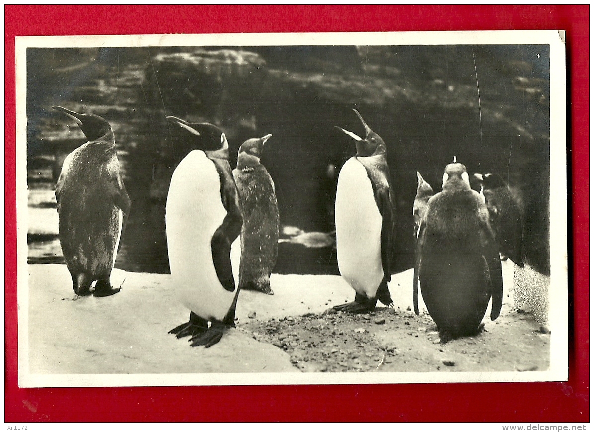 FJL-14  Pingouins Royaux  Königs-Pinguine Sudpolar-Panorama, Pole Sud. Cachet 1930 - Sonstige & Ohne Zuordnung