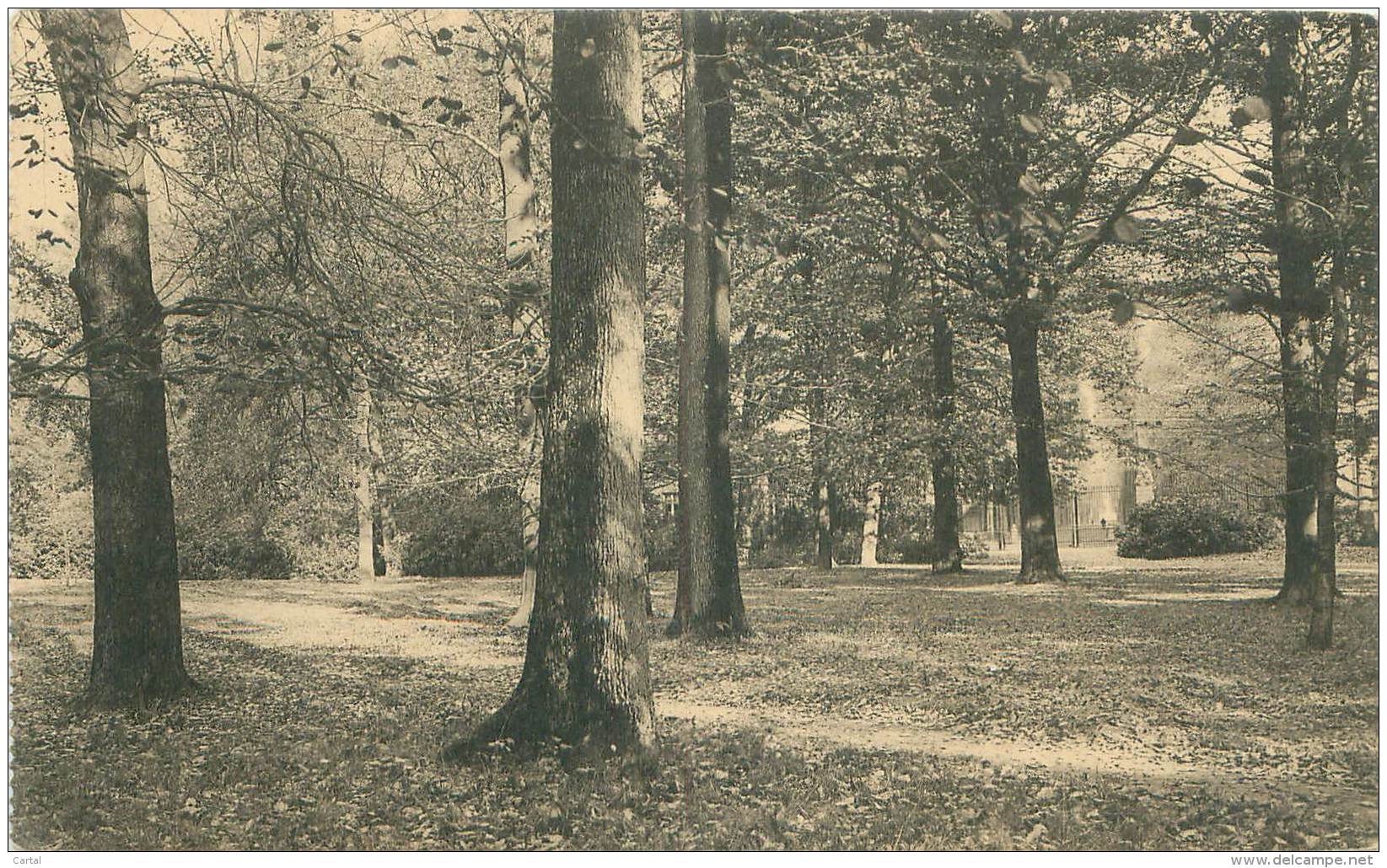 Domaine De MARIEMONT - Le Parc - Sous-Bois Vers L'entrée Principale - Morlanwelz