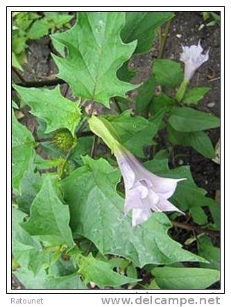 20 Graines De DATURA STRAMONIUM  (Datura Stramoine) La Fleur Lilac Lutte Contre Les Doryphores - Voir Description - Autres & Non Classés
