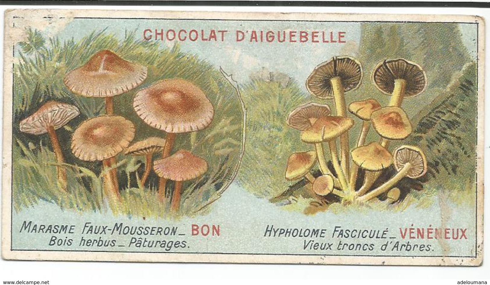 CHOCOLAT  D' AIGEBELLE  -   FAUX MOUSSERON   BON  -  HYPHOLOME FASCICULE  -  VENENEUX - Aiguebelle