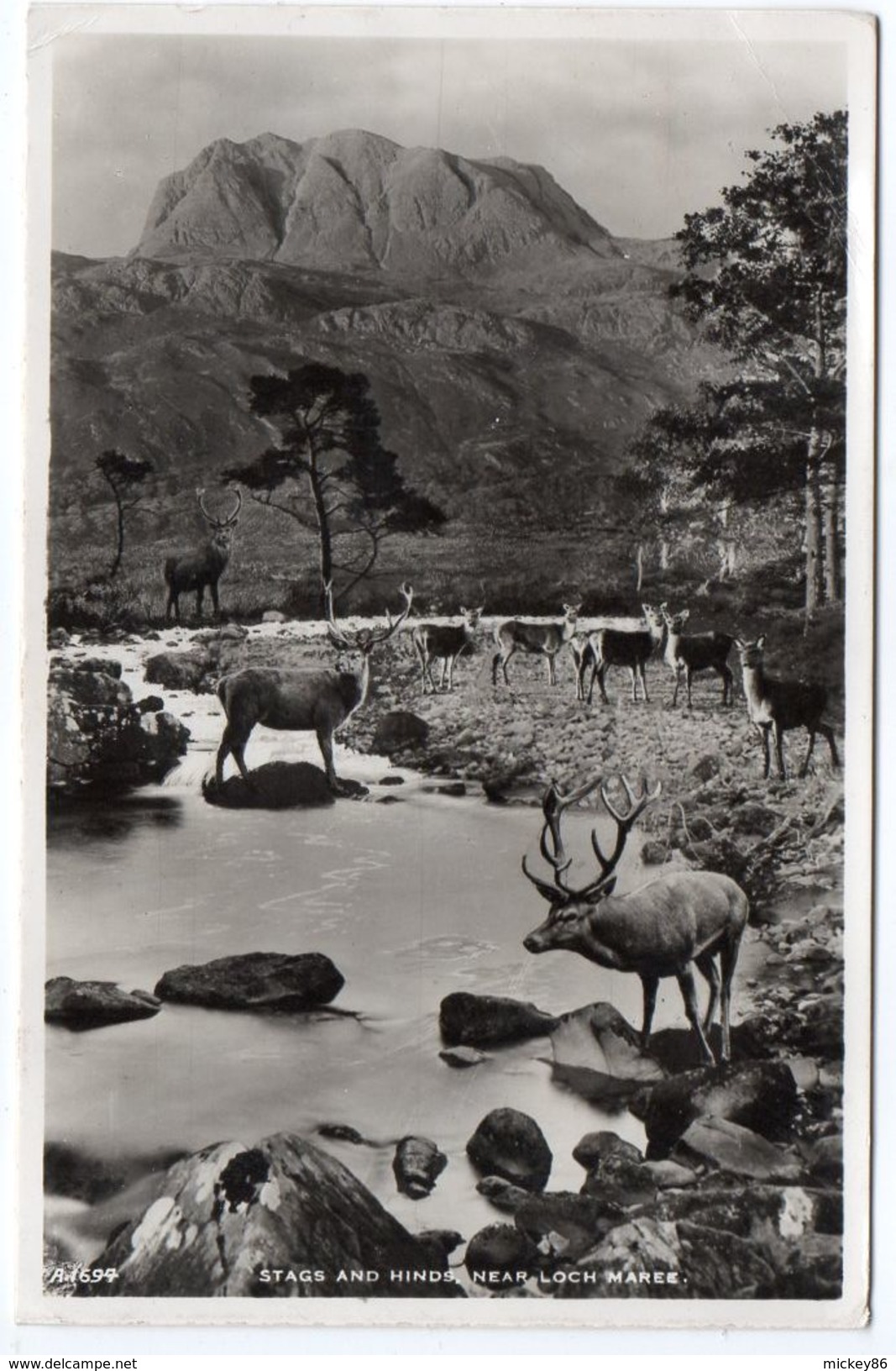 U.K--GAIRLOCH-Animaux--CERFS--1953-Stags And Hinds Near Loch Marre Cpsm 14 X 9 éd White -cachet Gairloch - Ross & Cromarty