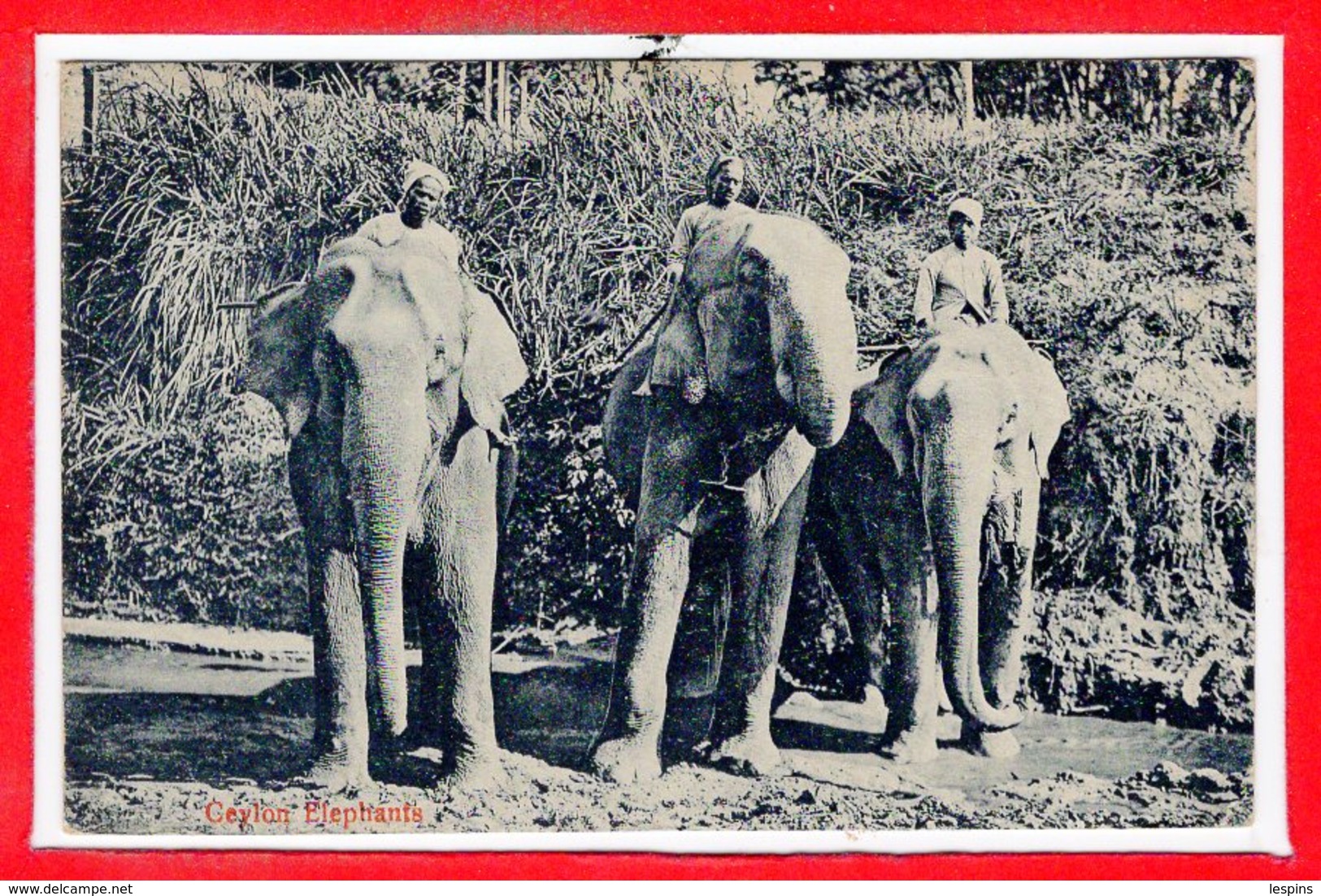 ASIE - SRI LANKA - CEYLON --- Elephants - Sri Lanka (Ceylon)