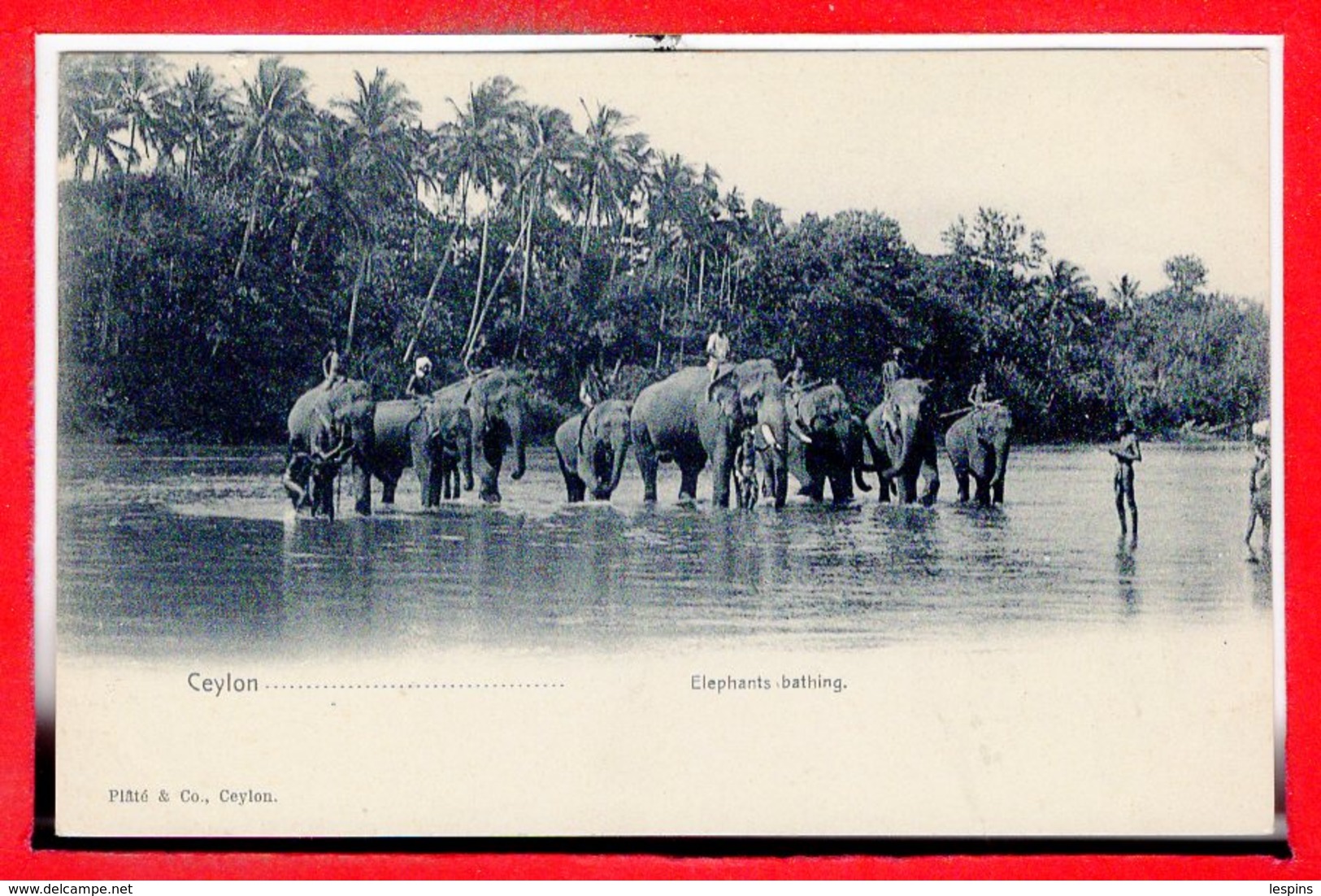 ASIE - SRI LANKA - CEYLON --- Elephants Bathing - Sri Lanka (Ceylon)