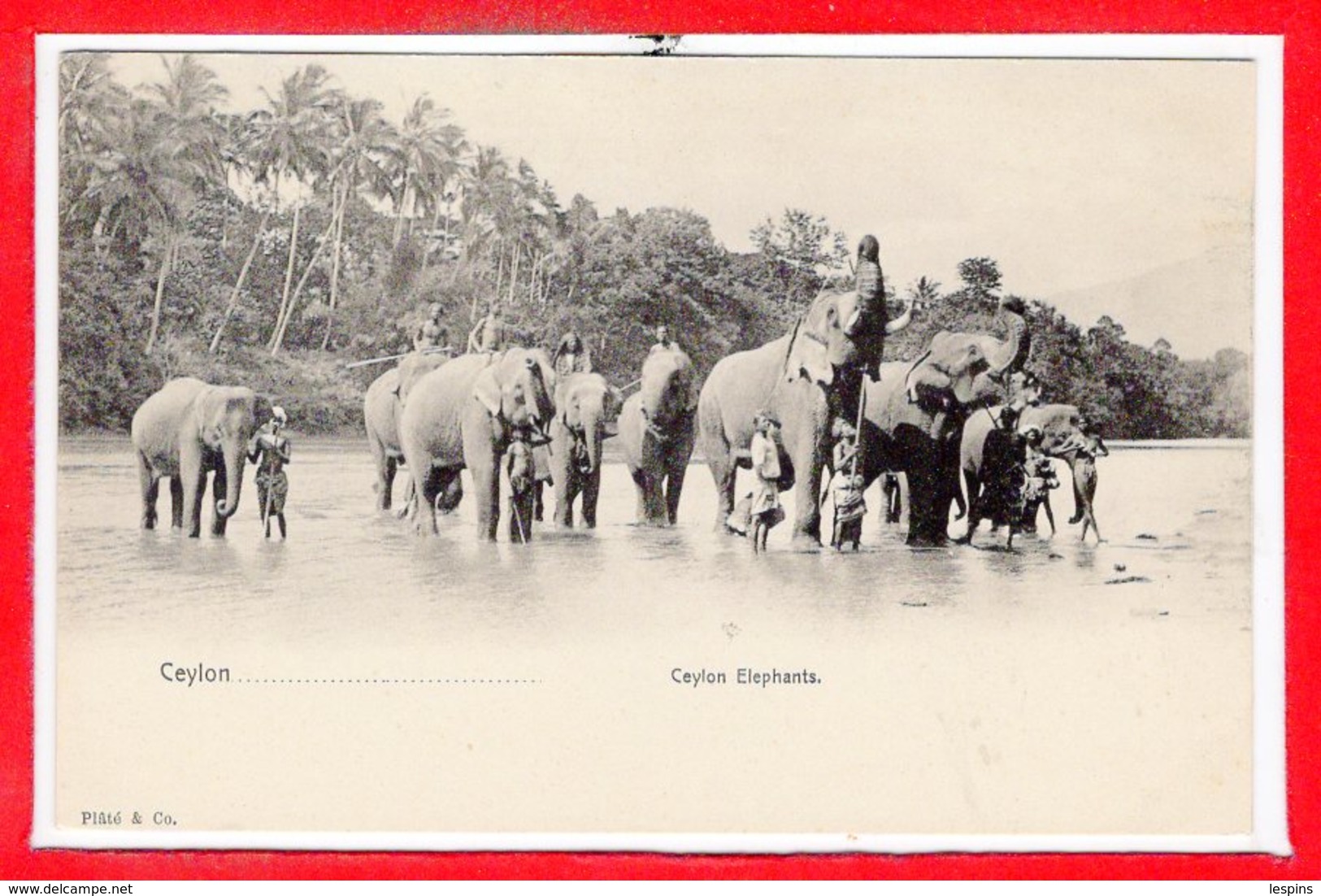 ASIE - SRI LANKA - CEYLON --- Elephants - Sri Lanka (Ceylon)