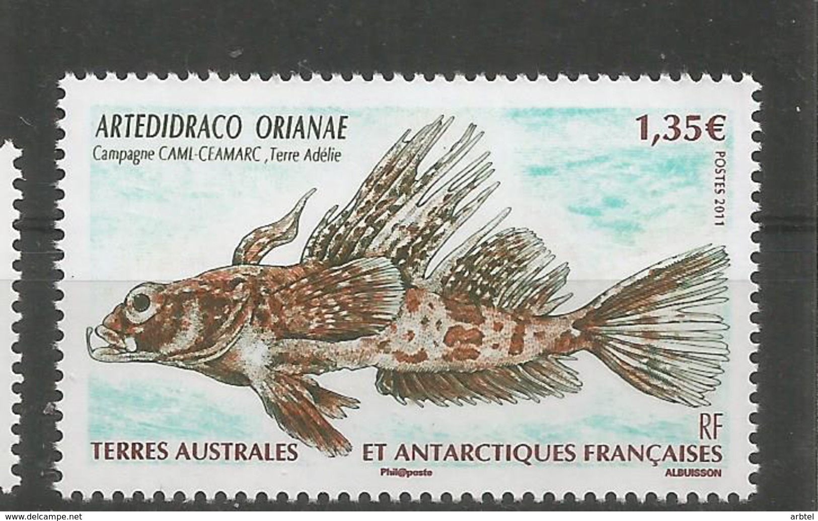 TAAF ANTARTCTIC ANTARTIDA POLO SUR PEZ FISH ARTEDIDRACO ORIANAE - Antarctic Wildlife