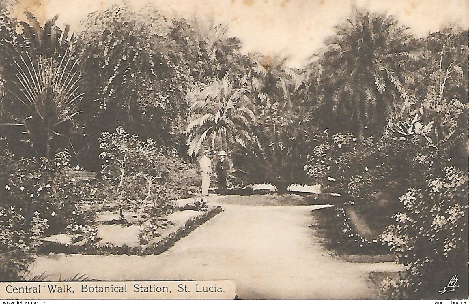 Central Walk, Botanical Station, St Lucia (timbre St Lucia 1+1/2 D Au Dos, Stamp Of St Lucia At The Back) - Santa Lucía