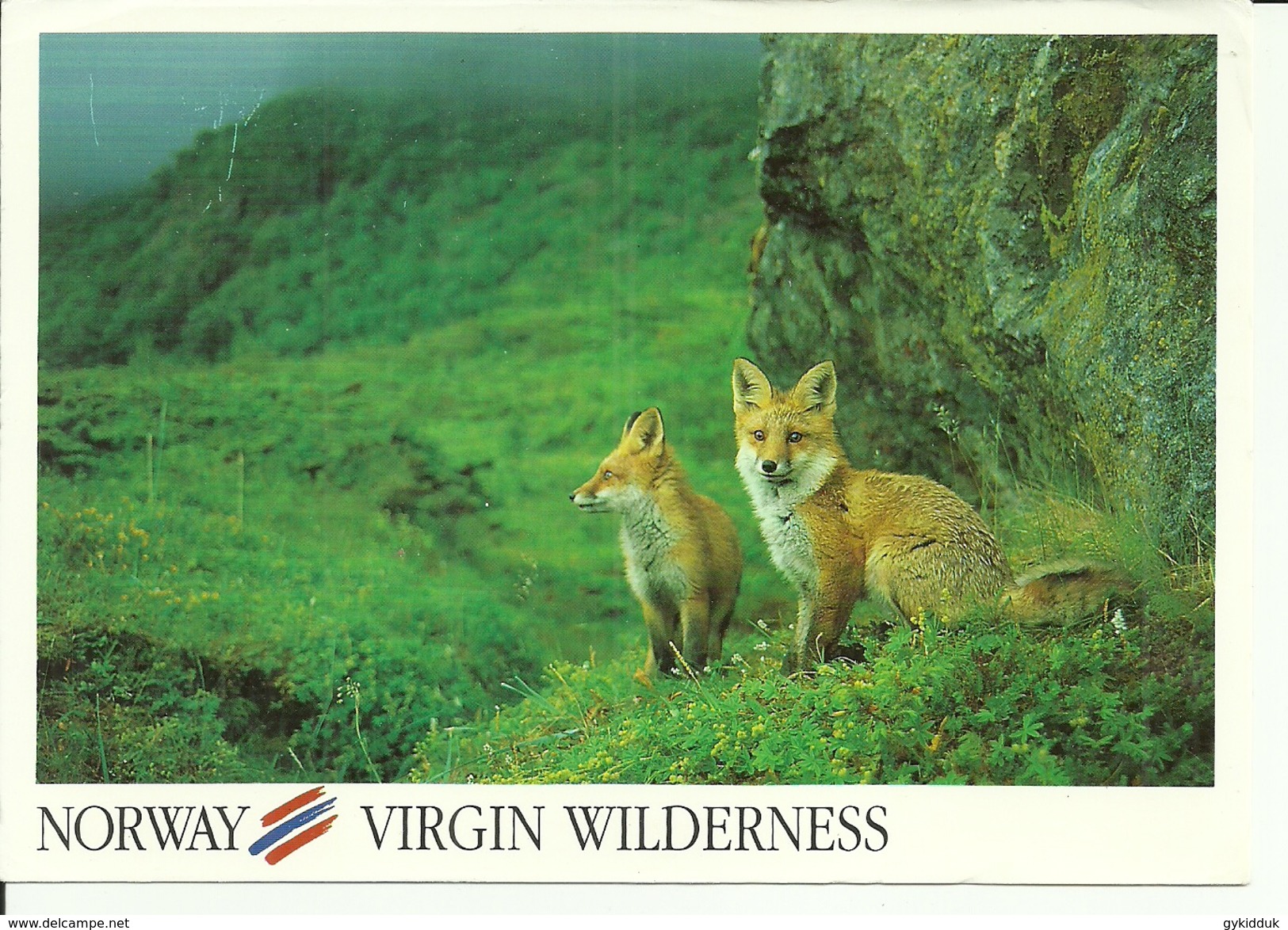 A) 2 FOXES IN VIRGIN WILDERNESS, NORWAY. - Norvège