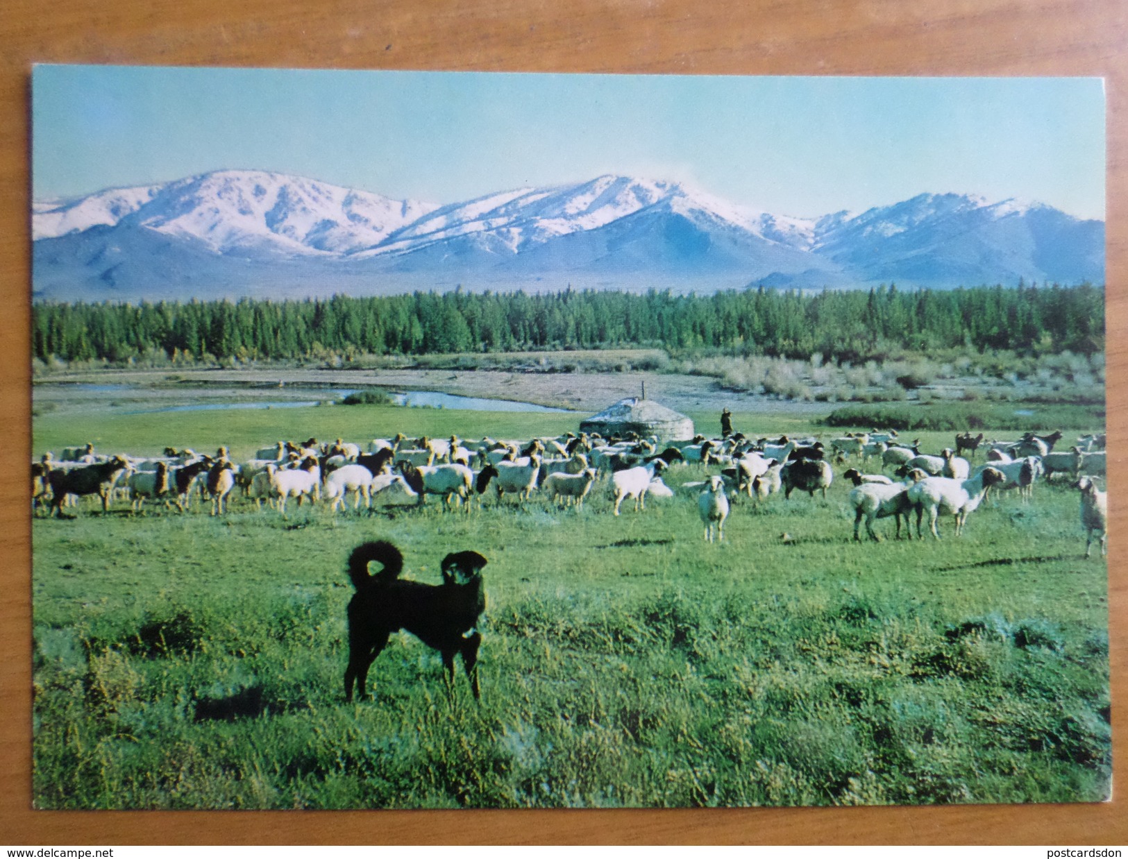 Mongolia. Sheep Dog In The Mountains. 1970s -    - Old Postcard - Mongolie