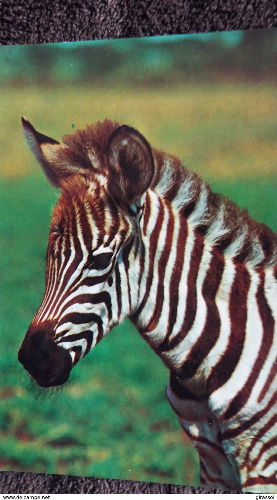 CPSM ZEBRE DE GRANT AFRIQUE ED CECAMI - Zebra's