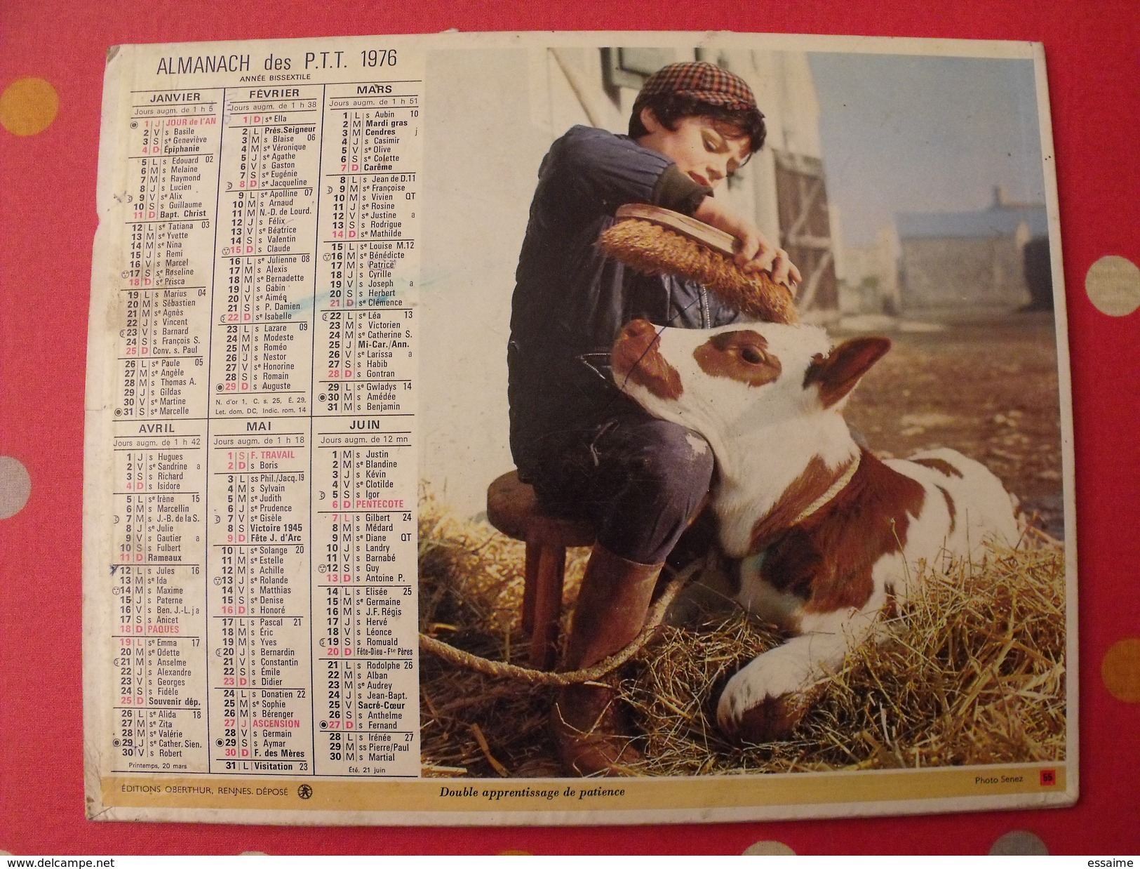 Calendrier Illustré En Carton De 1976. Almanach Des PTT Postes Facteur. Oberthur. Mouton Veau Enfants - Big : 1971-80