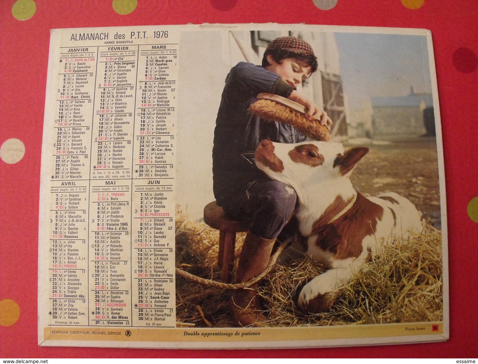 Calendrier Illustré En Carton De 1976. Almanach Des PTT Postes Facteur. Oberthur. Veau Mouton Agneau - Tamaño Grande : 1971-80