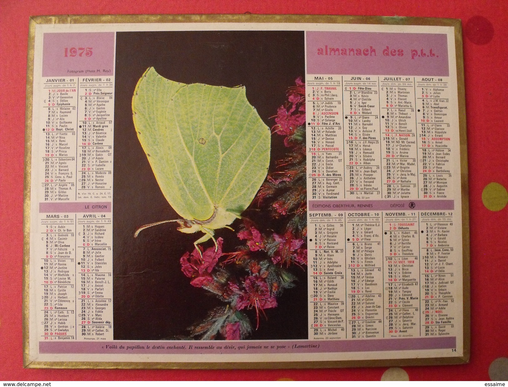 Calendrier Illustré En Carton De 1975. Almanach Des PTT Postes Facteur. Papillon - Tamaño Grande : 1971-80