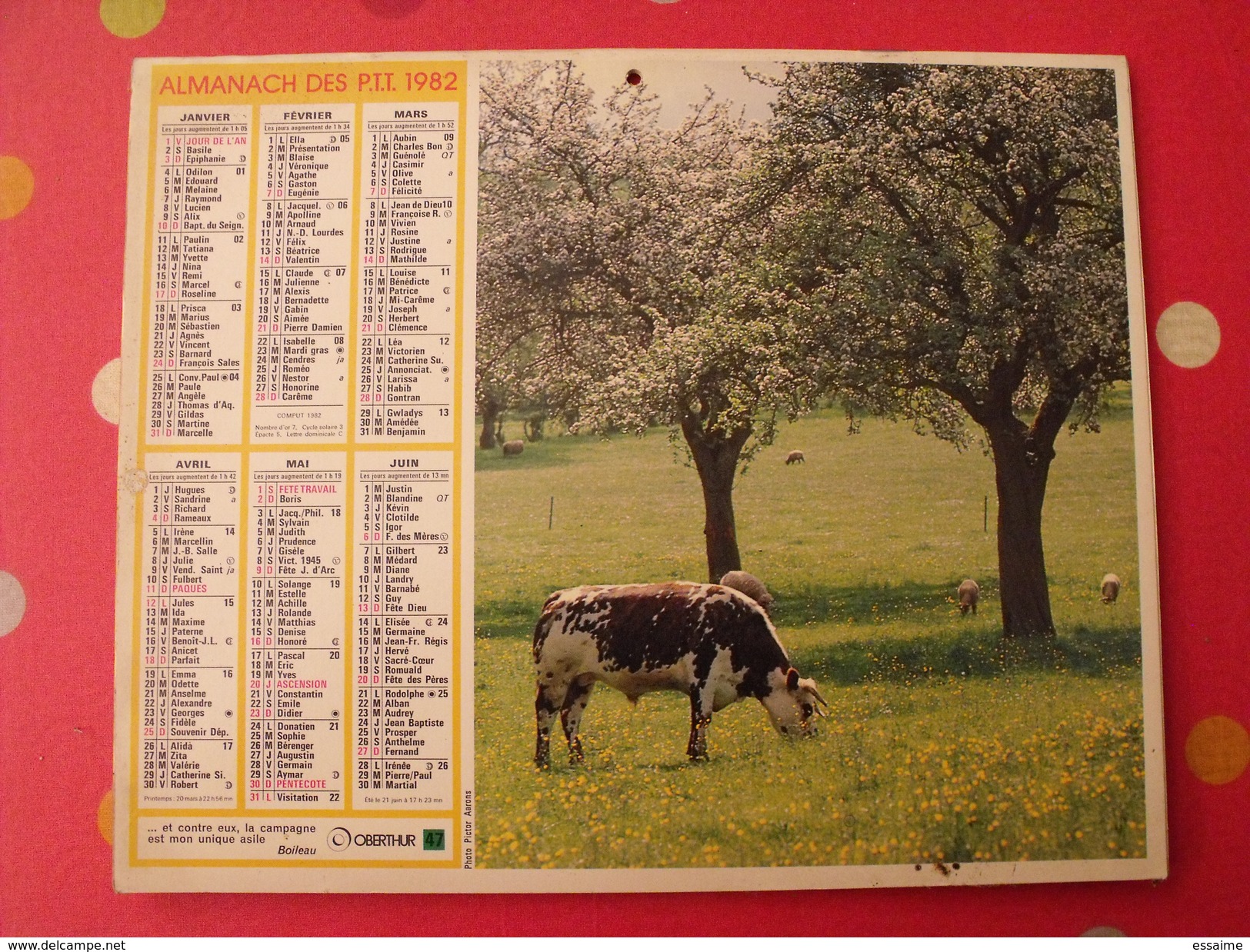 Calendrier Illustré En Carton De 1982. Almanach Des PTT Postes Facteur. Chateau De Loubressac Vache - Formato Grande : 1981-90