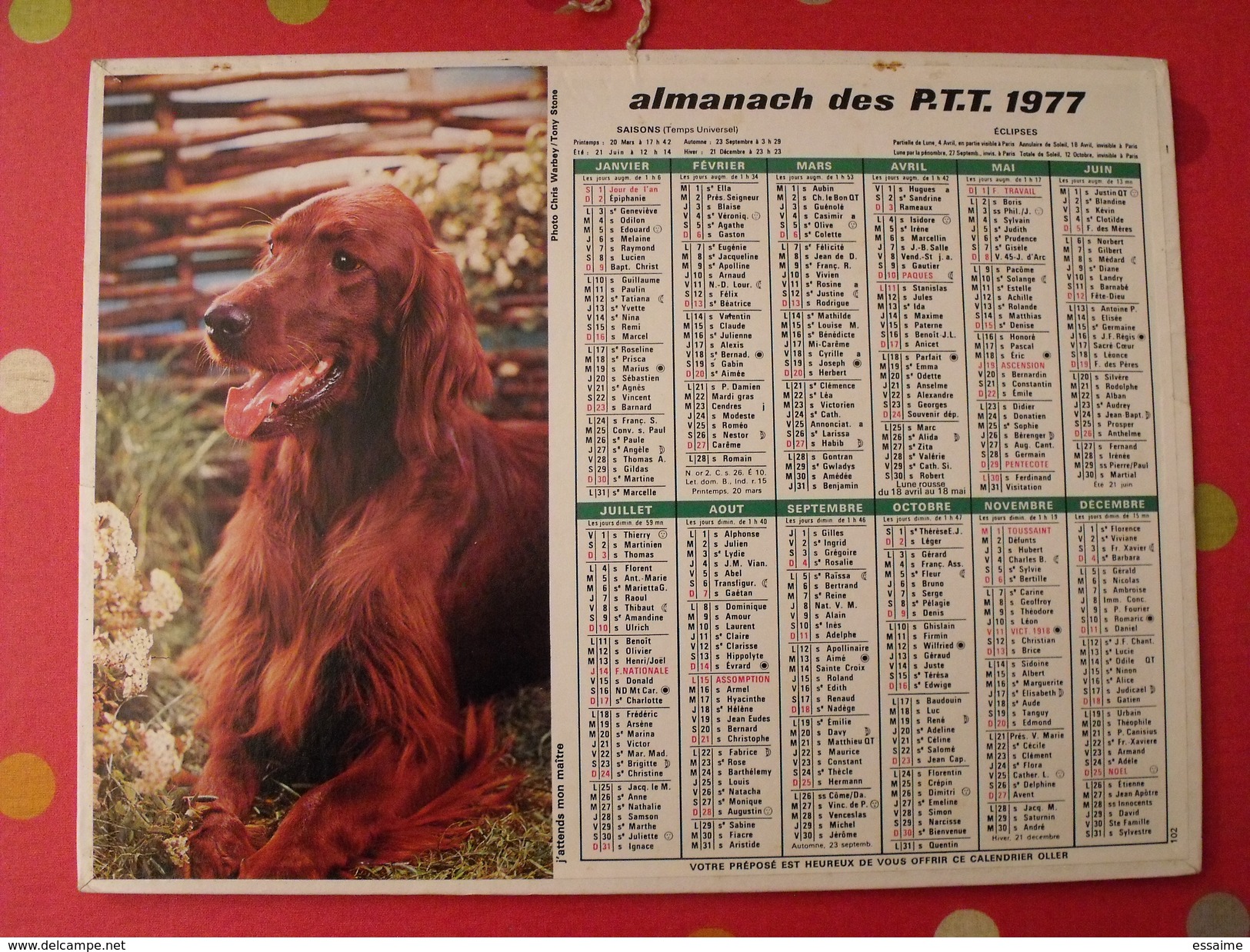 Calendrier Illustré En Carton De 1977. Almanach Des PTT Postes Facteur. Chien. Laval Mayenne - Groot Formaat: 1971-80