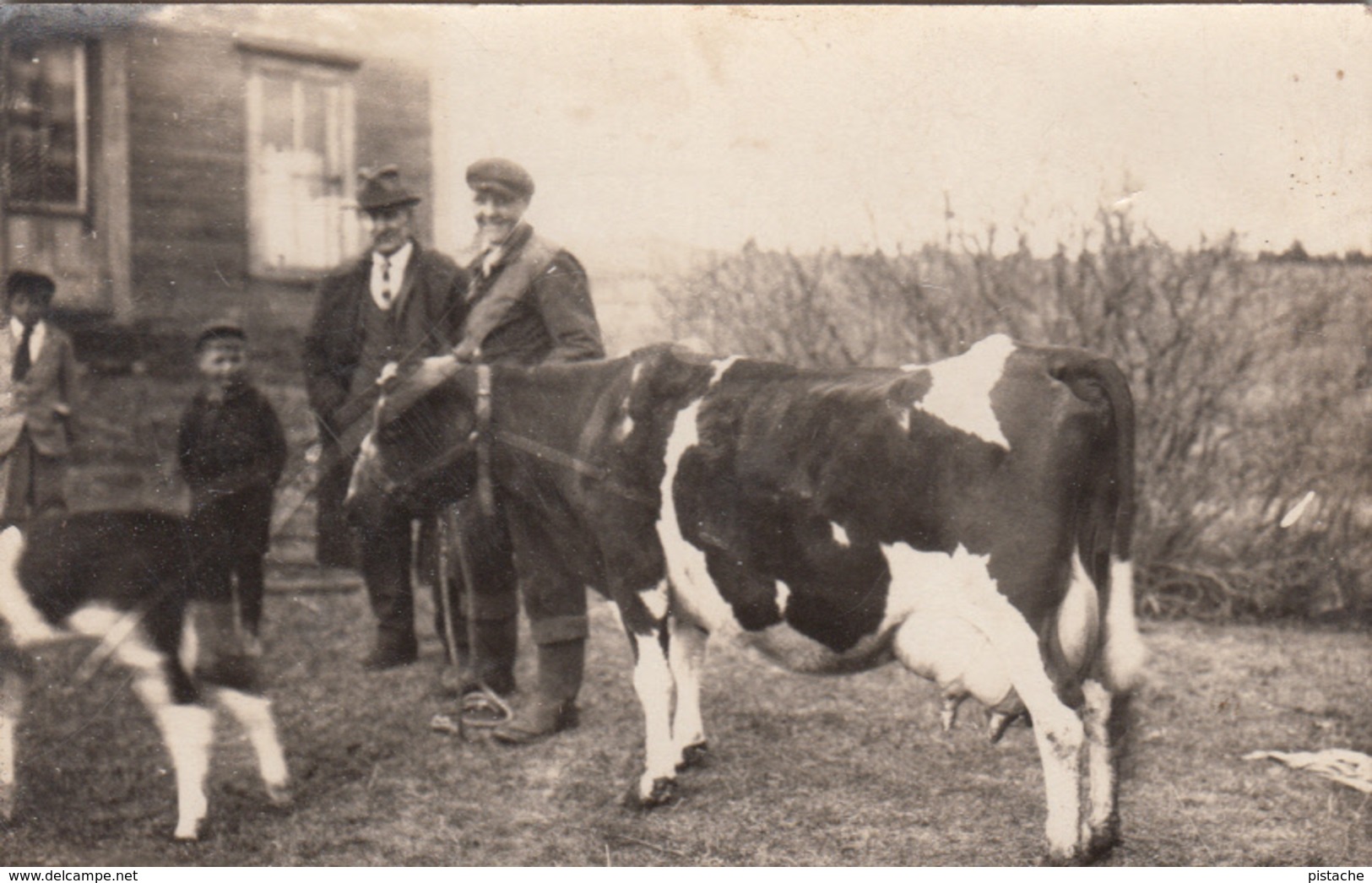 RPPC - Real Photo - Defender Paper Logo - 1920-1945 - Men & Cows - Animated - Unknown Origin - 2 Scans - Unclassified