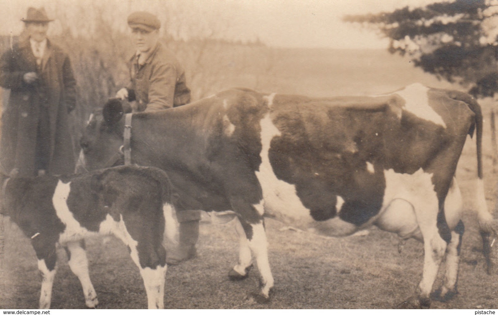 RPPC - Real Photo - Defender Paper Logo - 1920-1945 - Men & Cows - Animated - Unknown Origin - 2 Scans - Sin Clasificación