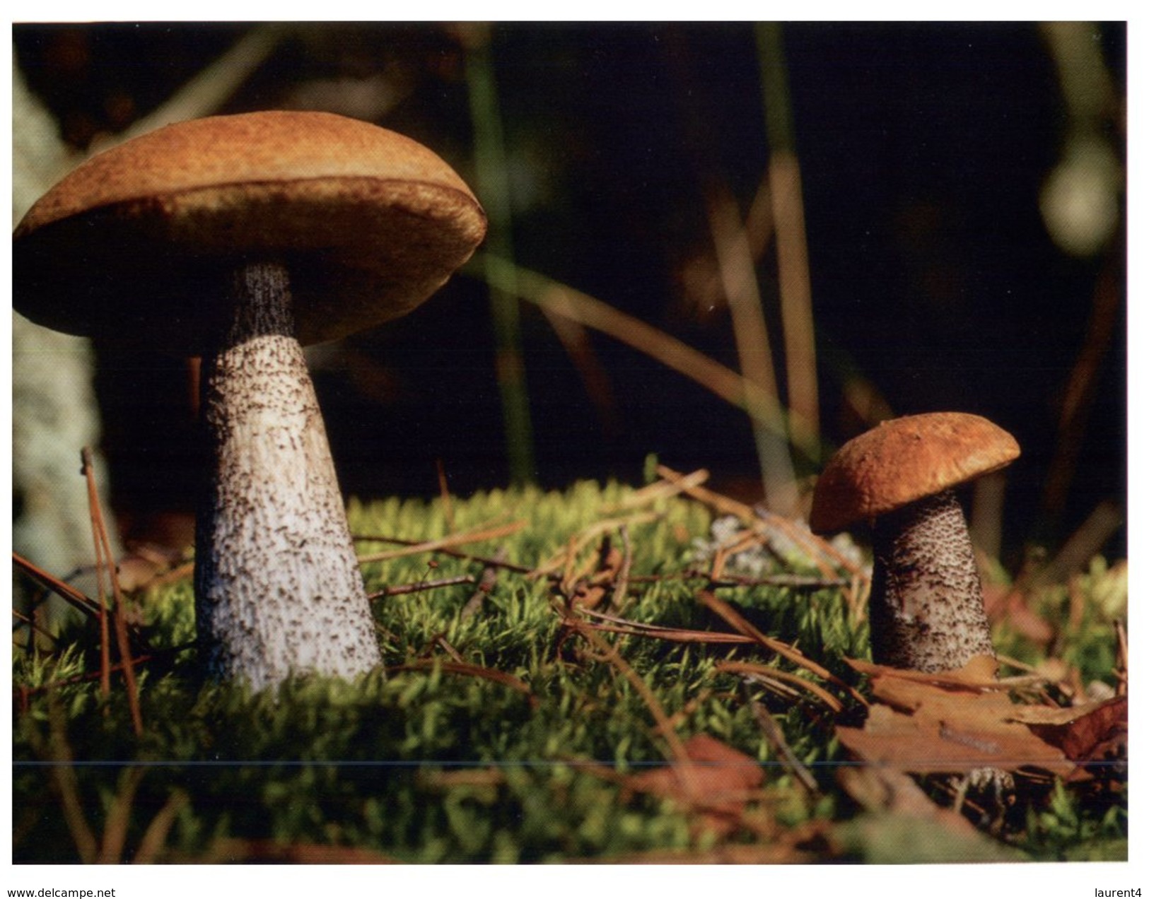 (555) Poland - Mushroom - Champignon - Mushrooms