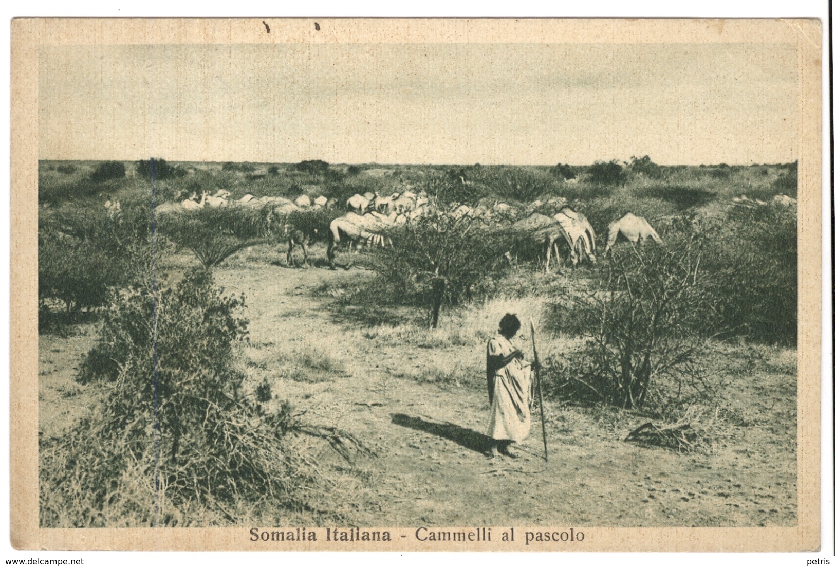 Somalia Italiana, Cammelli Al Pascolo 1936 - Lot. 384 - Somalia