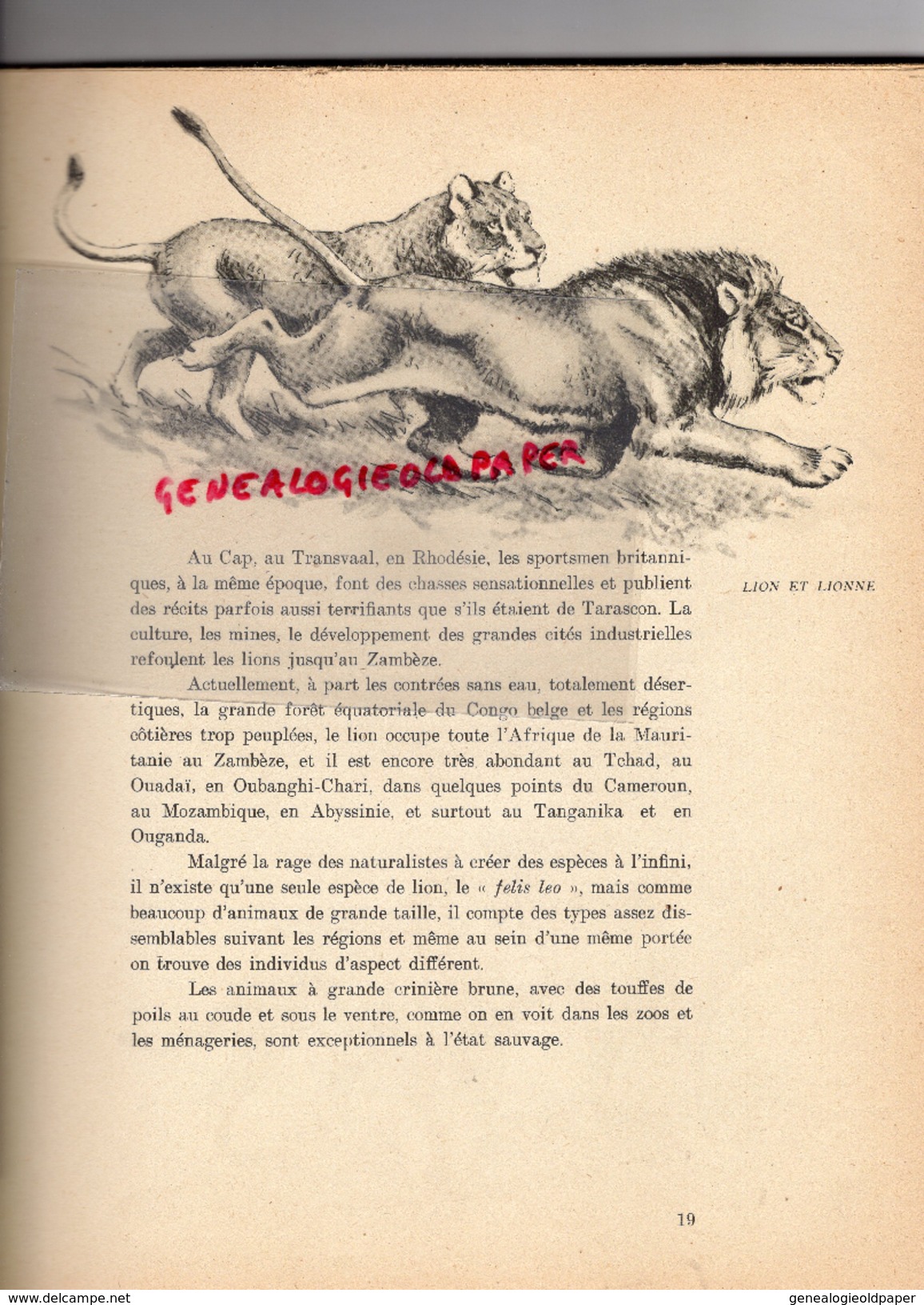 CHASSE- GRANDS FAUVES ET AUTRES CARNASSIERS-J. OBERTHUR- EDITEUR DUREL- 1947-JAGUAR-LION-COUGAR-MANGOUSTE-LOUP-OURS - Caza/Pezca