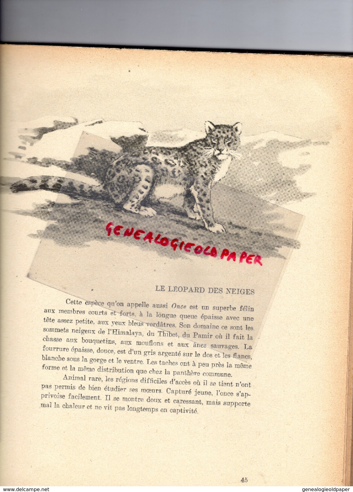 CHASSE- GRANDS FAUVES ET AUTRES CARNASSIERS-J. OBERTHUR- EDITEUR DUREL- 1947-JAGUAR-LION-COUGAR-MANGOUSTE-LOUP-OURS