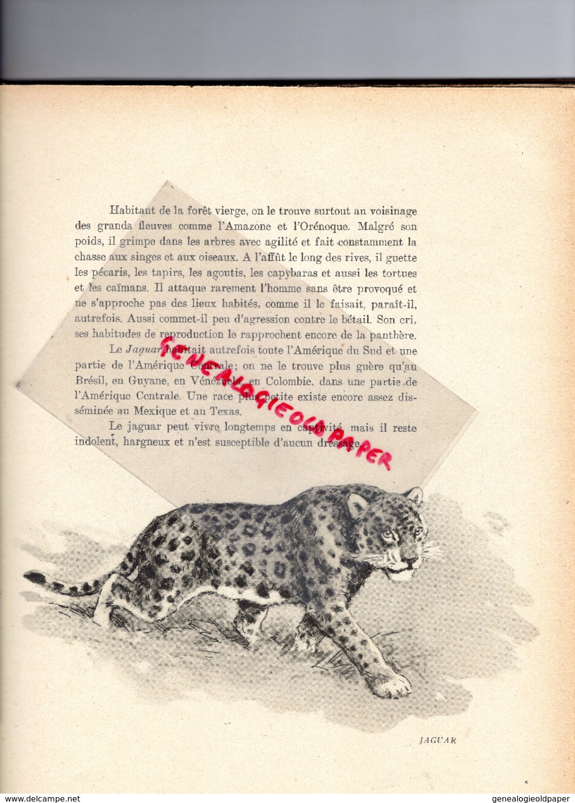 CHASSE- GRANDS FAUVES ET AUTRES CARNASSIERS-J. OBERTHUR- EDITEUR DUREL- 1947-JAGUAR-LION-COUGAR-MANGOUSTE-LOUP-OURS