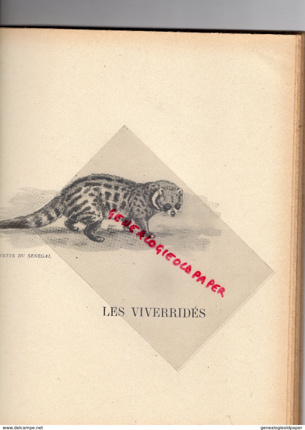 CHASSE- GRANDS FAUVES ET AUTRES CARNASSIERS-J. OBERTHUR- EDITEUR DUREL- 1947-JAGUAR-LION-COUGAR-MANGOUSTE-LOUP-OURS