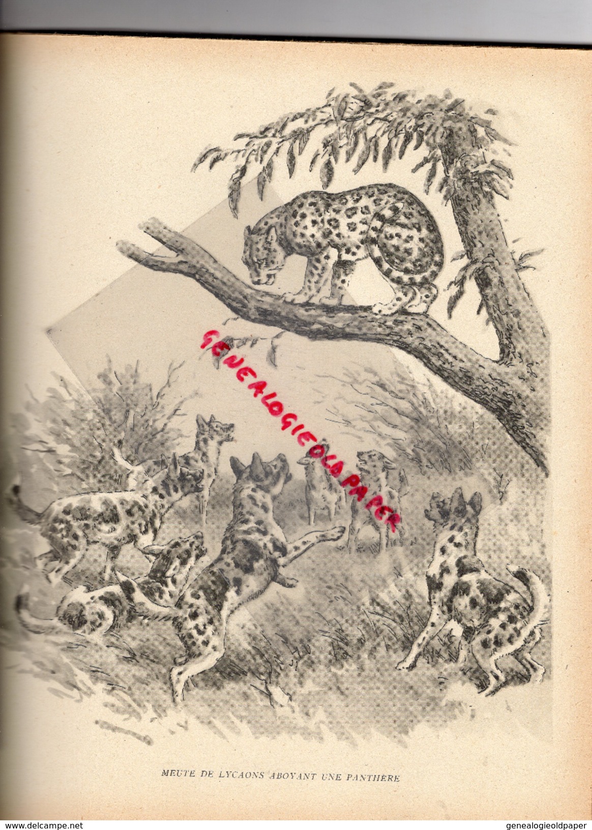 CHASSE- GRANDS FAUVES ET AUTRES CARNASSIERS-J. OBERTHUR- EDITEUR DUREL- 1947-JAGUAR-LION-COUGAR-MANGOUSTE-LOUP-OURS