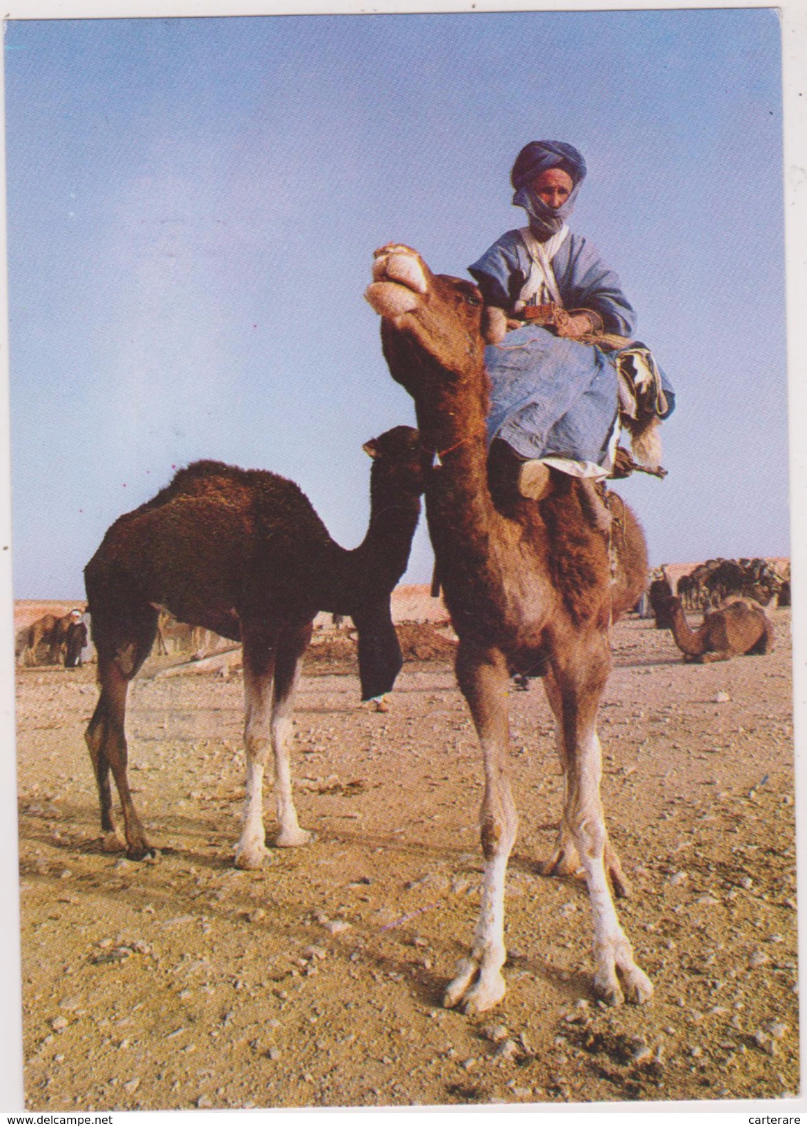 AFRIQUE,AFRICA,AFRIKA,MAROC,MOROCCO,BERGER,CAVALIER,PILOTE DE CARAVANE,COMMERCANT EN CHAMEAU - Marrakech