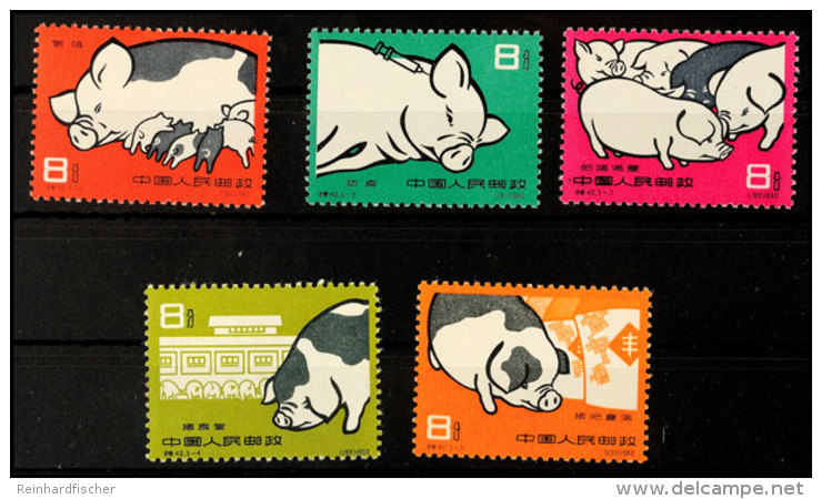 8 F. Schweinzucht, 5 Werte Kpl. Postfrisch (1 Marke Leicht B&uuml;gig), Mi. 450.-, Katalog: 546/50 **8 F.... - Otros & Sin Clasificación