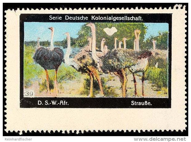 Vignette "Strau&szlig;e" Aus Der Serie Deutsche Kolonialgesellschaft  OGVignette "ostriches" From The Set... - África Del Sudoeste Alemana