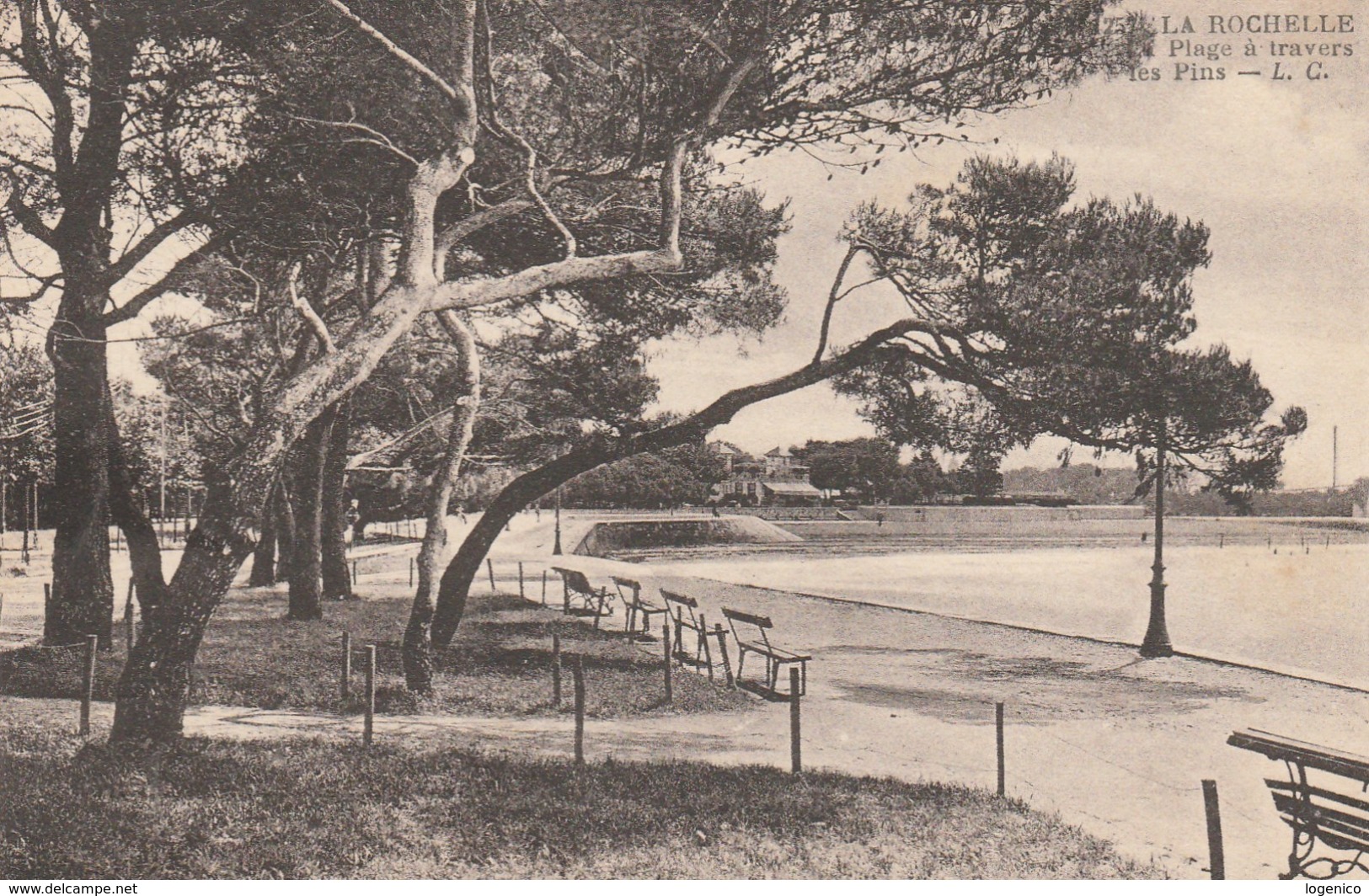 La Rochelle ( 17 Carente Maritime )  Plage à Travers Les Pins - La Rochelle