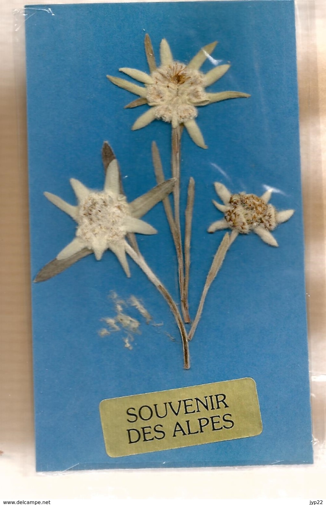 Souvenir Des Alpes - Plante Fleur Edelweiss Séché - Autres & Non Classés