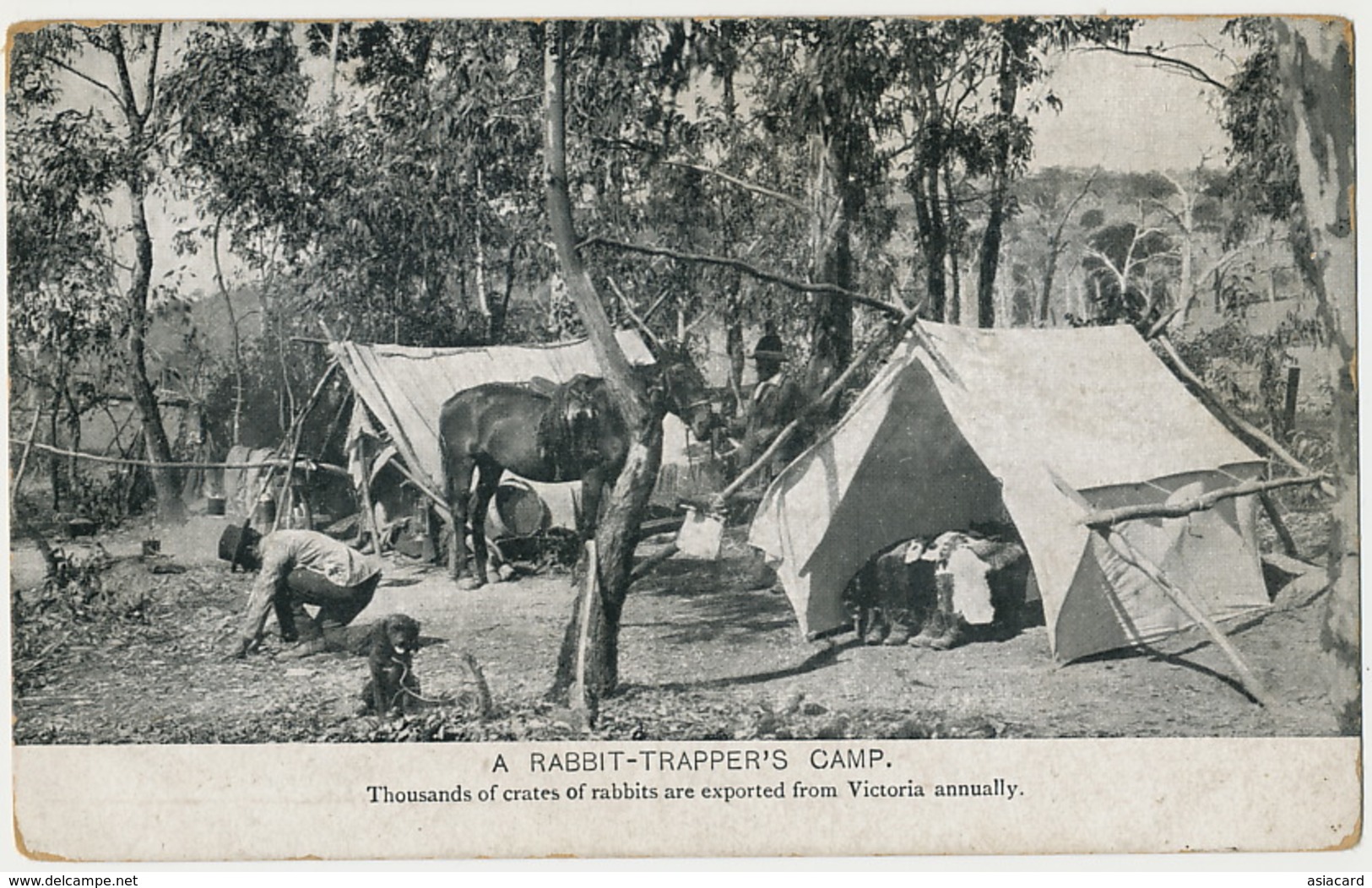 A Rabbit Trapper's Camp Hunting Advert  J.E. Mackey Victoria Chasse Au Lapin - Altri & Non Classificati