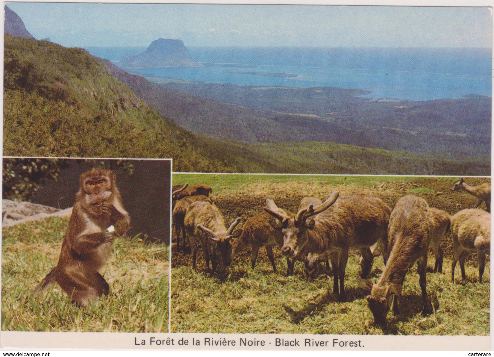 Ile Maurice,océan Indien,MAURITIUS,FORET DE LA RIVIERE NOIRE,ANIMAL - Mauricio