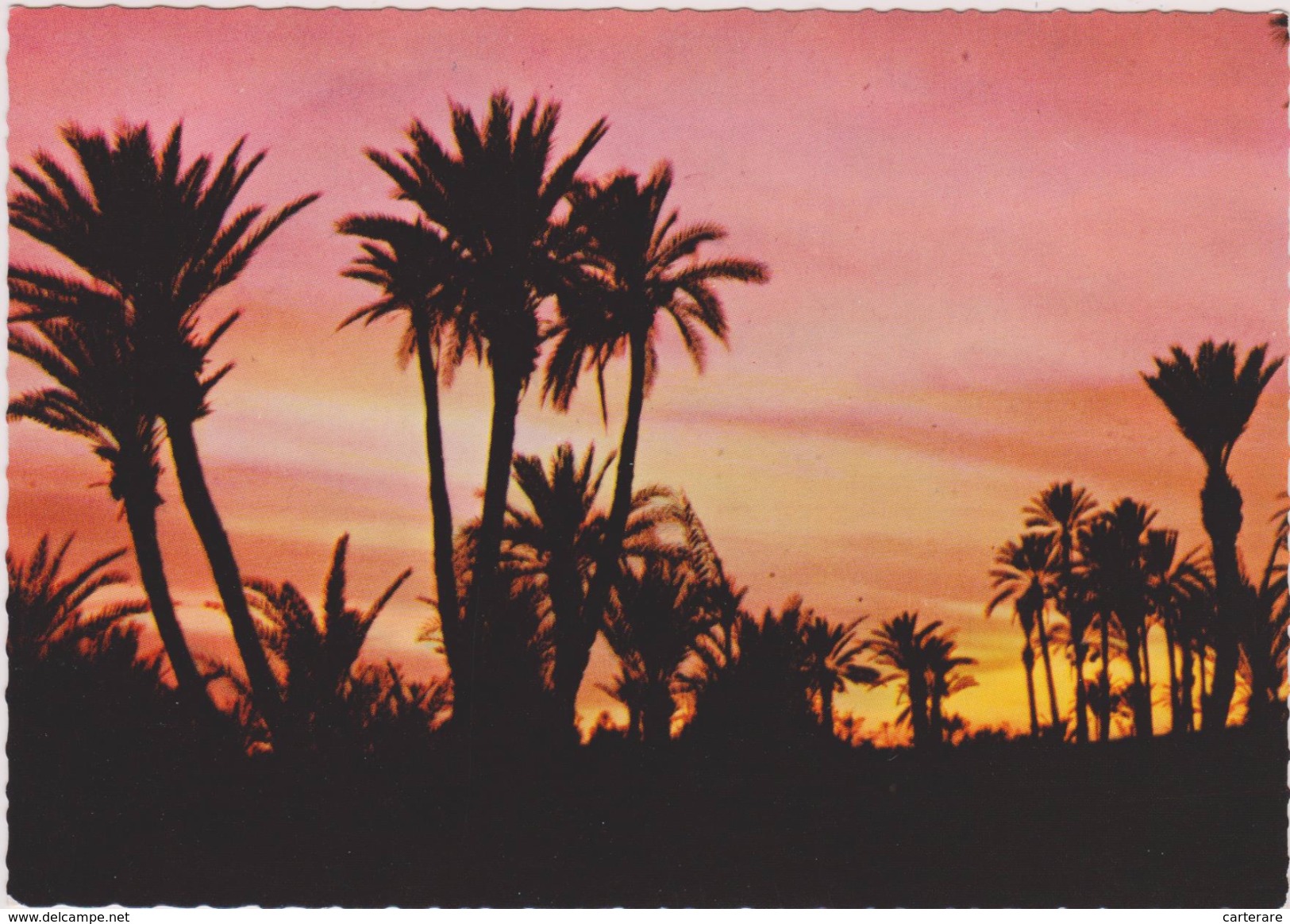 AFRIQUE,AFRICA,MAROC,MAROCCO,MARRUECOS,TOMBEE DE LA NUIT,COUCHER DE SOLEIL,PALMERAIE - Marrakech