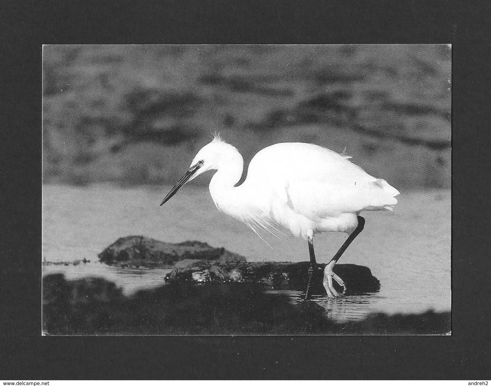 ANIMALS - ANIMAUX - OISEAUX DE L'ILE DE RÉ - AIGRETTE GARZETTE - BIRDS - PHOTOGRAPHIE LAURENT ARTHUR - Oiseaux