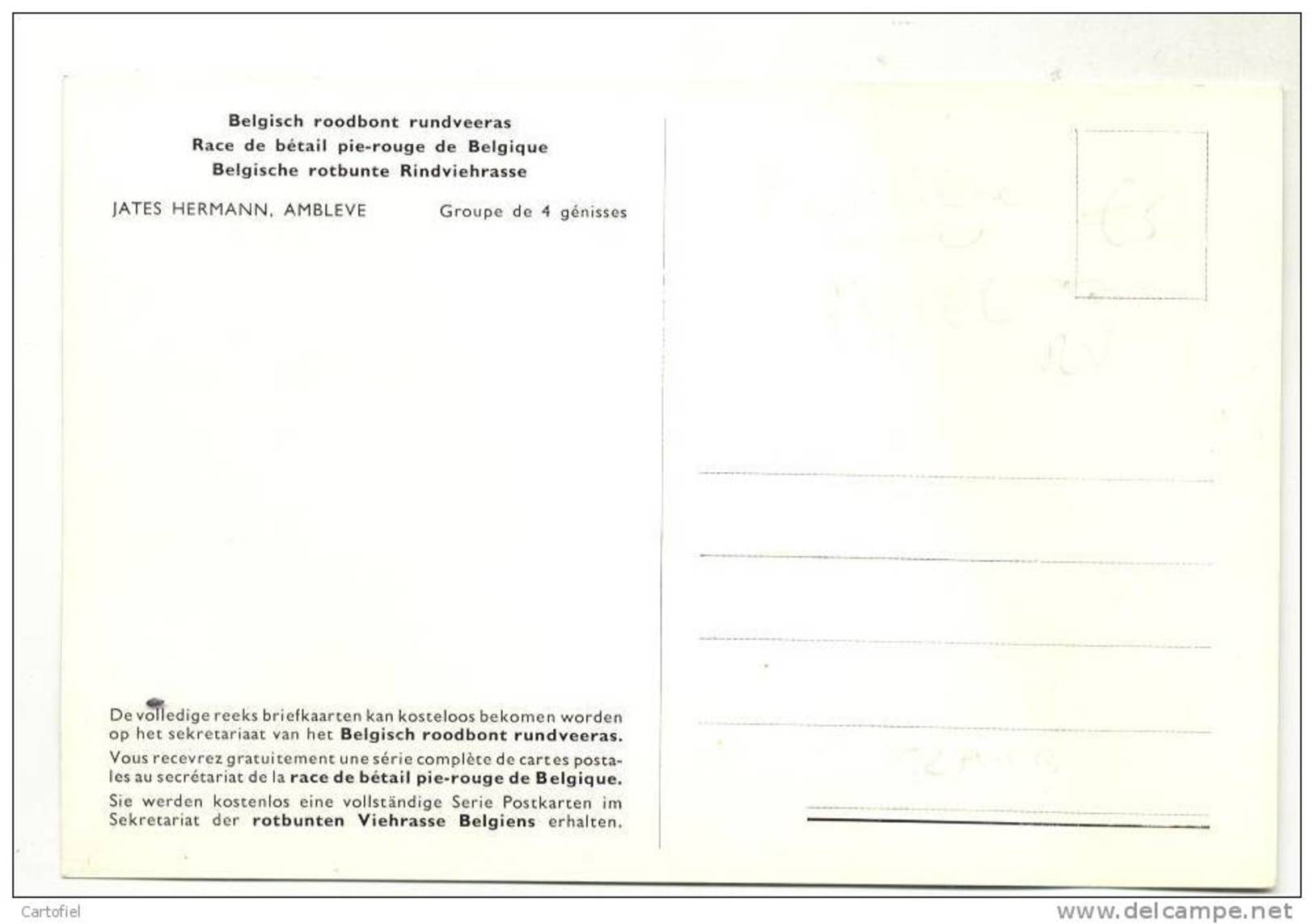 AMBLEVE-RACE DE BETAIL PIE-ROUGE DE BELGIQUE-2 SCANS-JATES HERMANN-GROUPE DE 4 GENISSES-VACHE-KOE - Ambleve - Amel