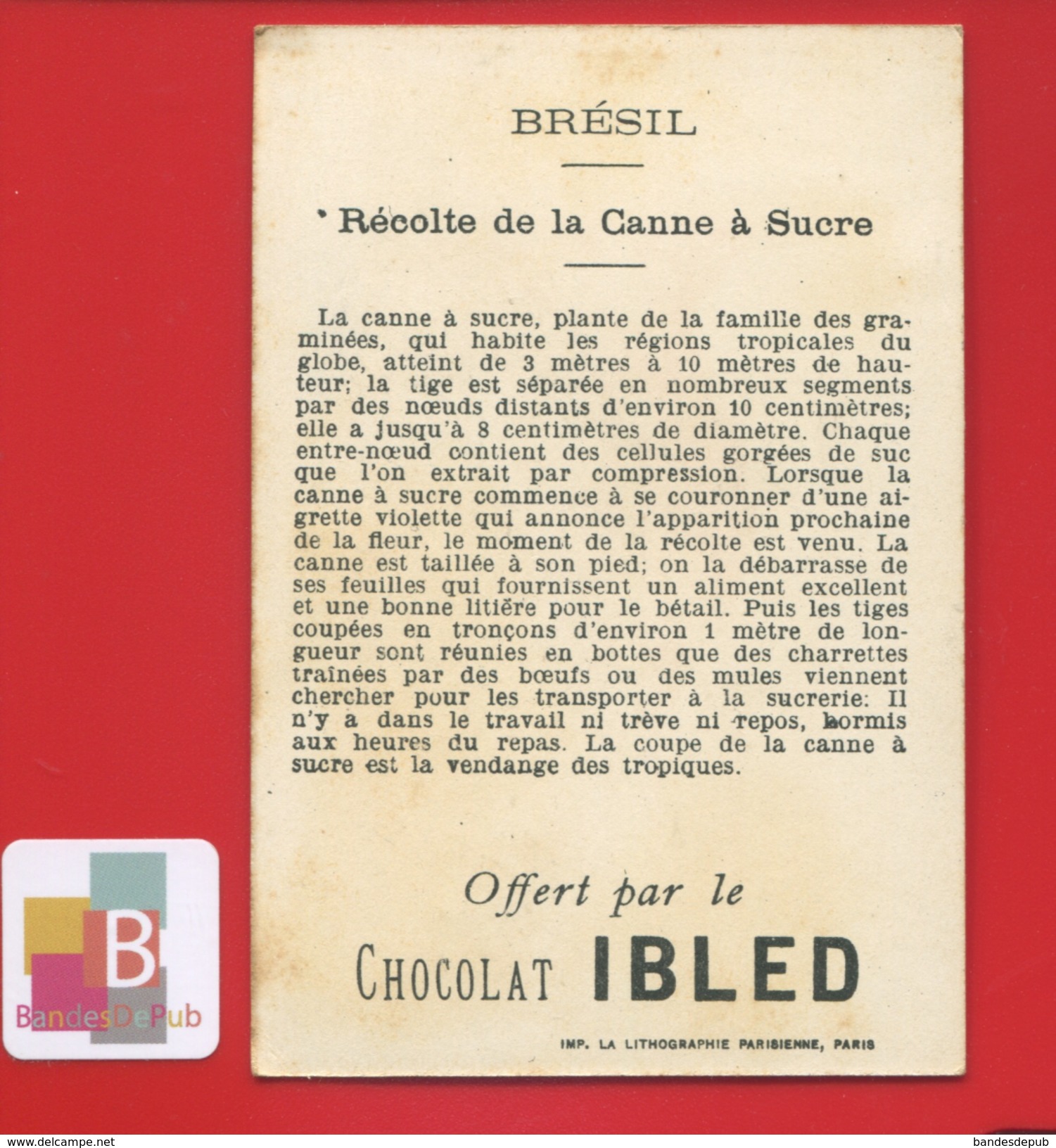 CHOCOLAT IBLED Chromo Didactique Brésil Récolte De La Canne à Sucre - Ibled