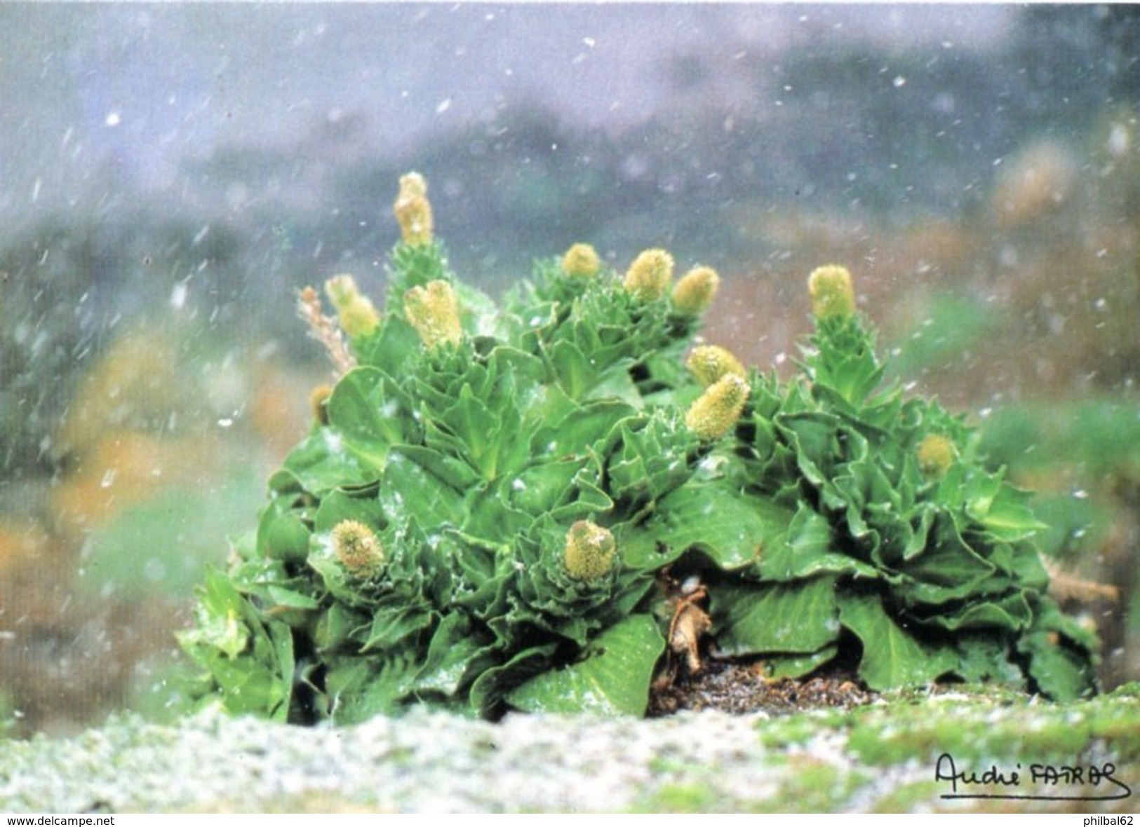 Carte Postale Des TAAF. Choux De Kerguelen. Photo A.Fatras. - TAAF : Territori Francesi Meridionali