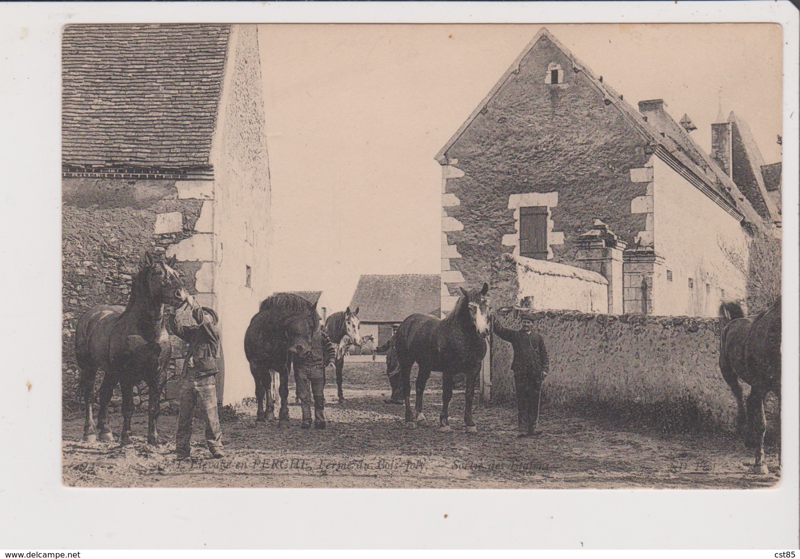 CPA - L'Elevage En PERCHE - Ferme Du BOIS JOLY - Sortie Des Etalons - Cheval Chevaux - Autres & Non Classés