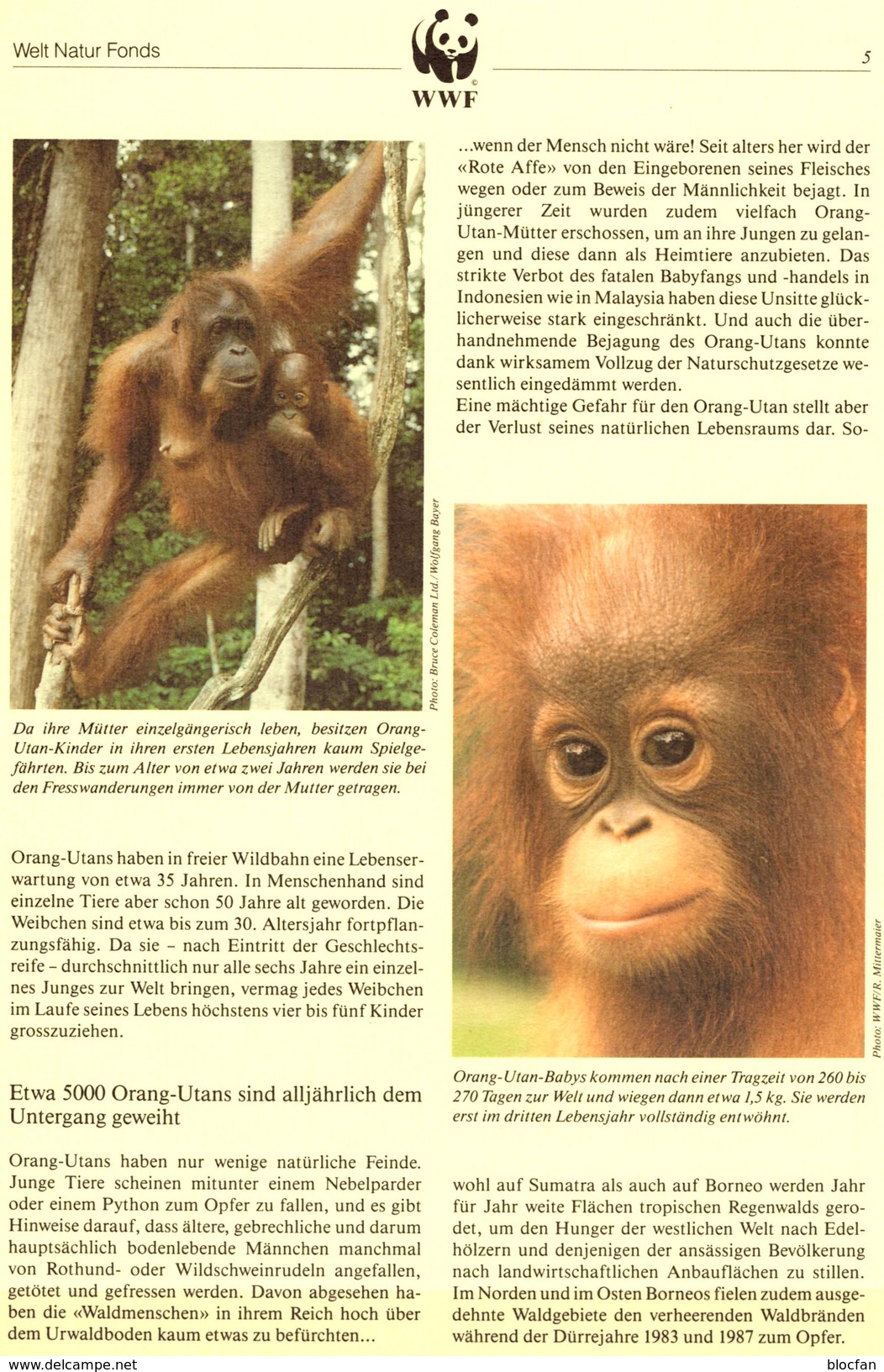 WWF-Set 79 Orang Utan Naturschutz 1989 Indonesien 1291/4 FDC 30&euro; Affen Dokumentation Wildlife Fauna Cover Set INDON - Lettres & Documents