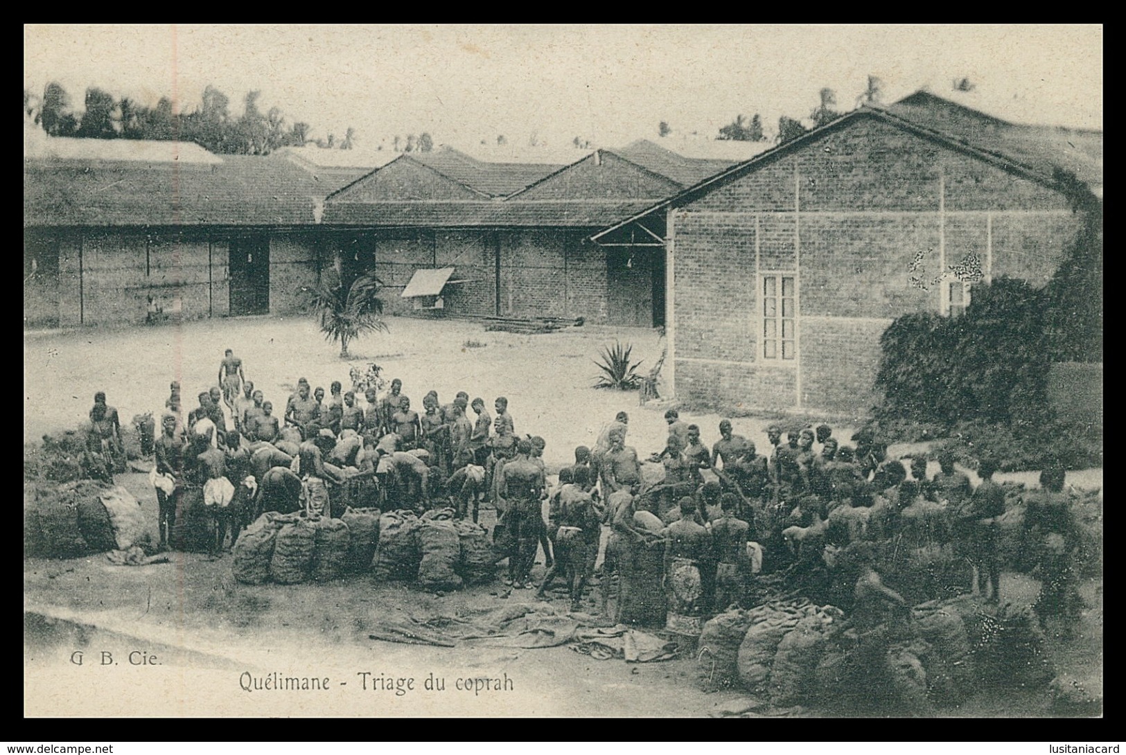 QUELIMANE -  Triage Du Coprah ( Ed. G.B.Cie ) Carte Postale - Mozambique