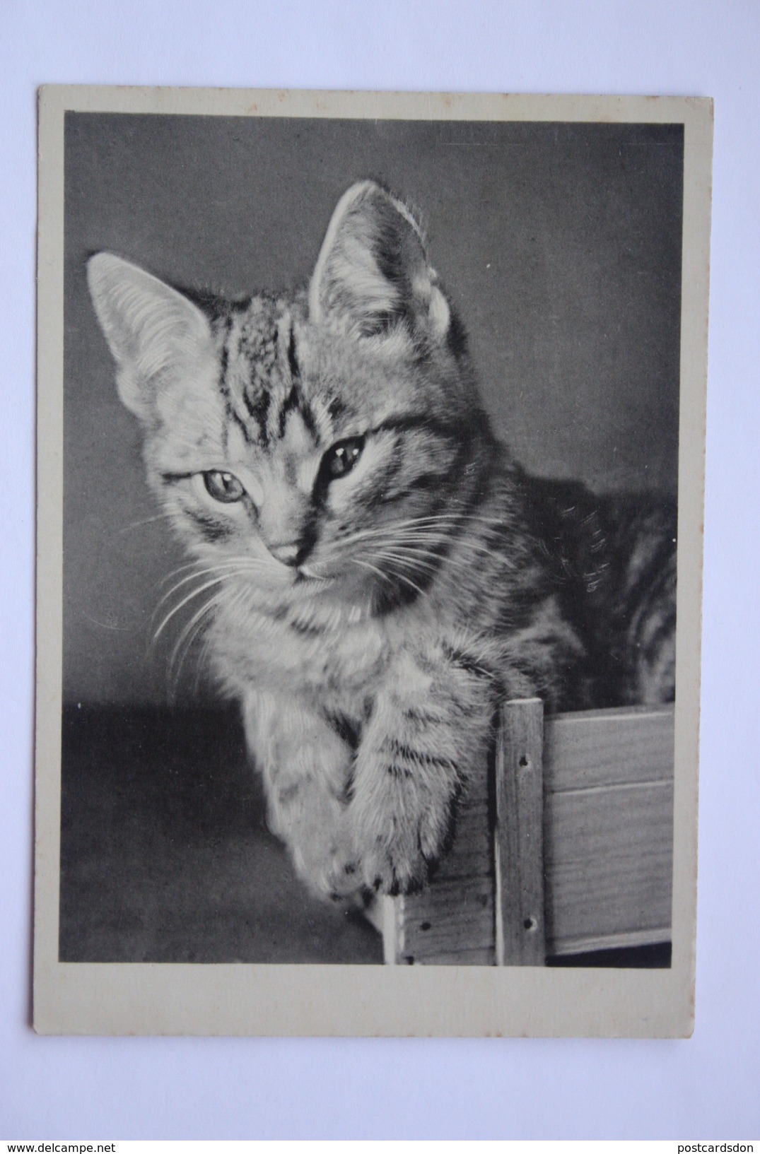 Old  Postcard  - Little Kitten / Cat / Chat  - 1950s - Chats