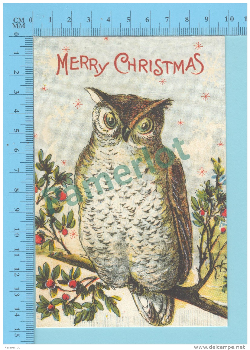 CPM - HIBOU - CHOUETTE - OWL - FROGMOUTH - NIGHTERJAR - OWLLET - 2 Scans - Oiseaux