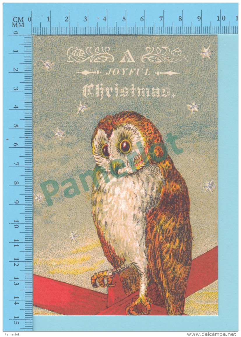 CPM - HIBOU - CHOUETTE - OWL - FROGMOUTH - NIGHTERJAR - OWLLET - 2 Scans - Oiseaux