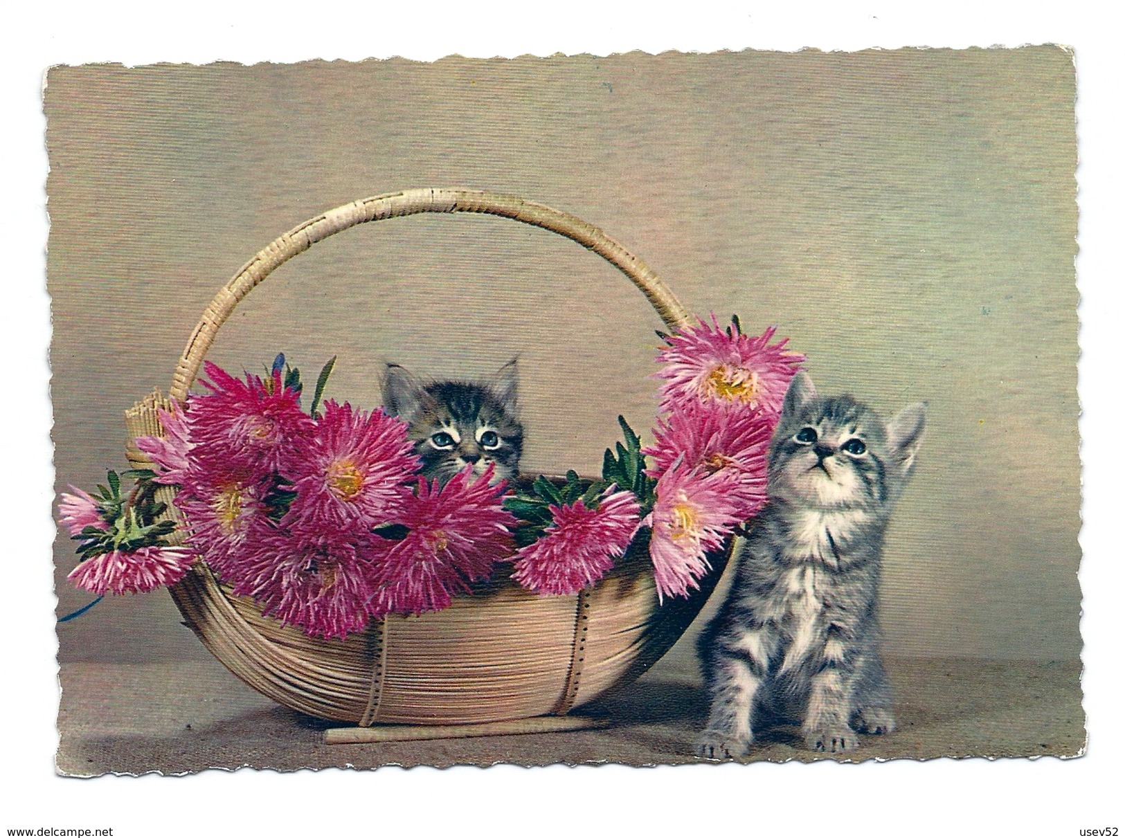 CPSM Chats Dans Panier De Fleurs - Chats