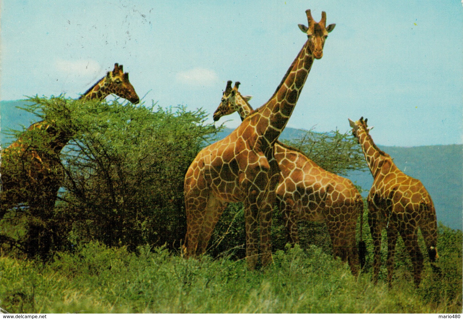 KENYA    GIRAFFES           2 SCAN          (VIAGGIATA) - Kenia